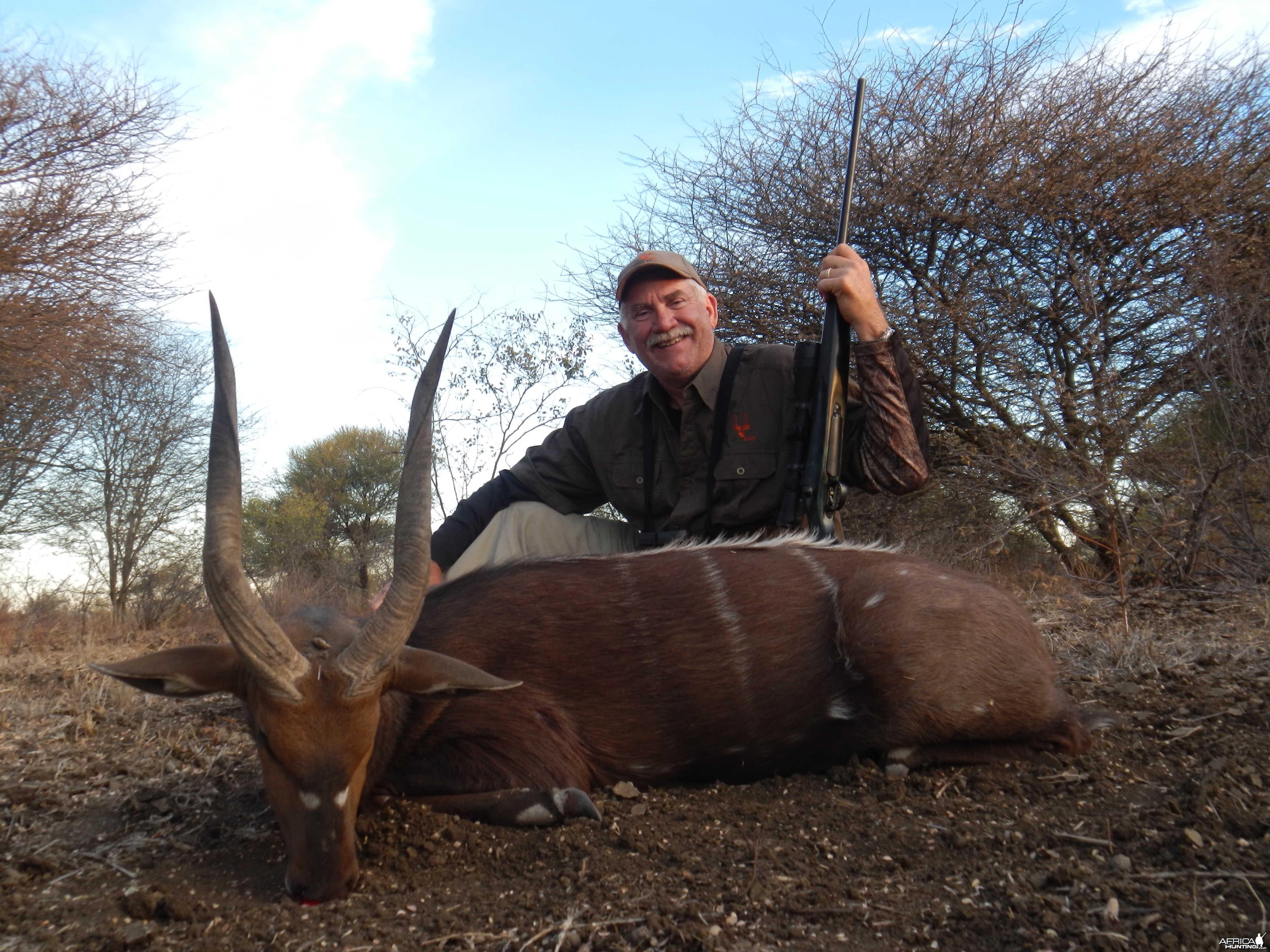 Bushbuck