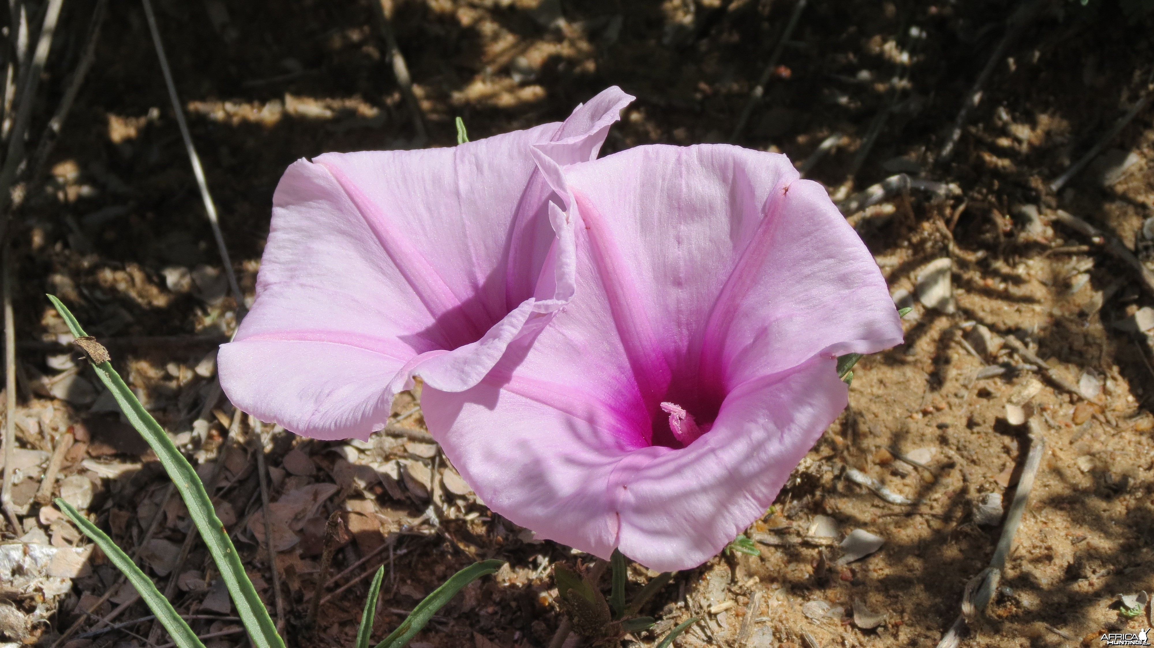 Flowers Namibia