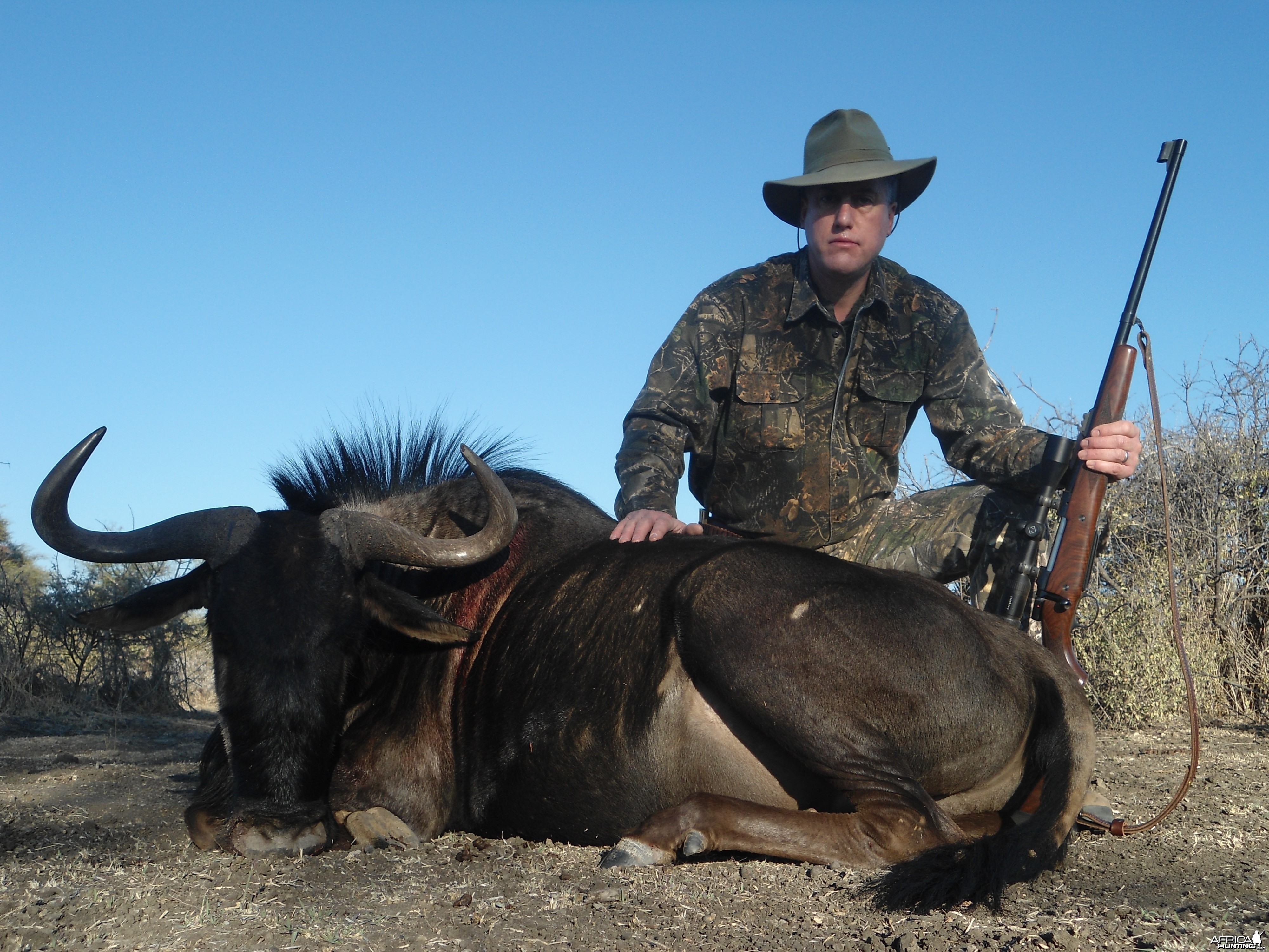 Blue Wildebeest hunted with Ozondjahe Hunting Safaris in Namibia