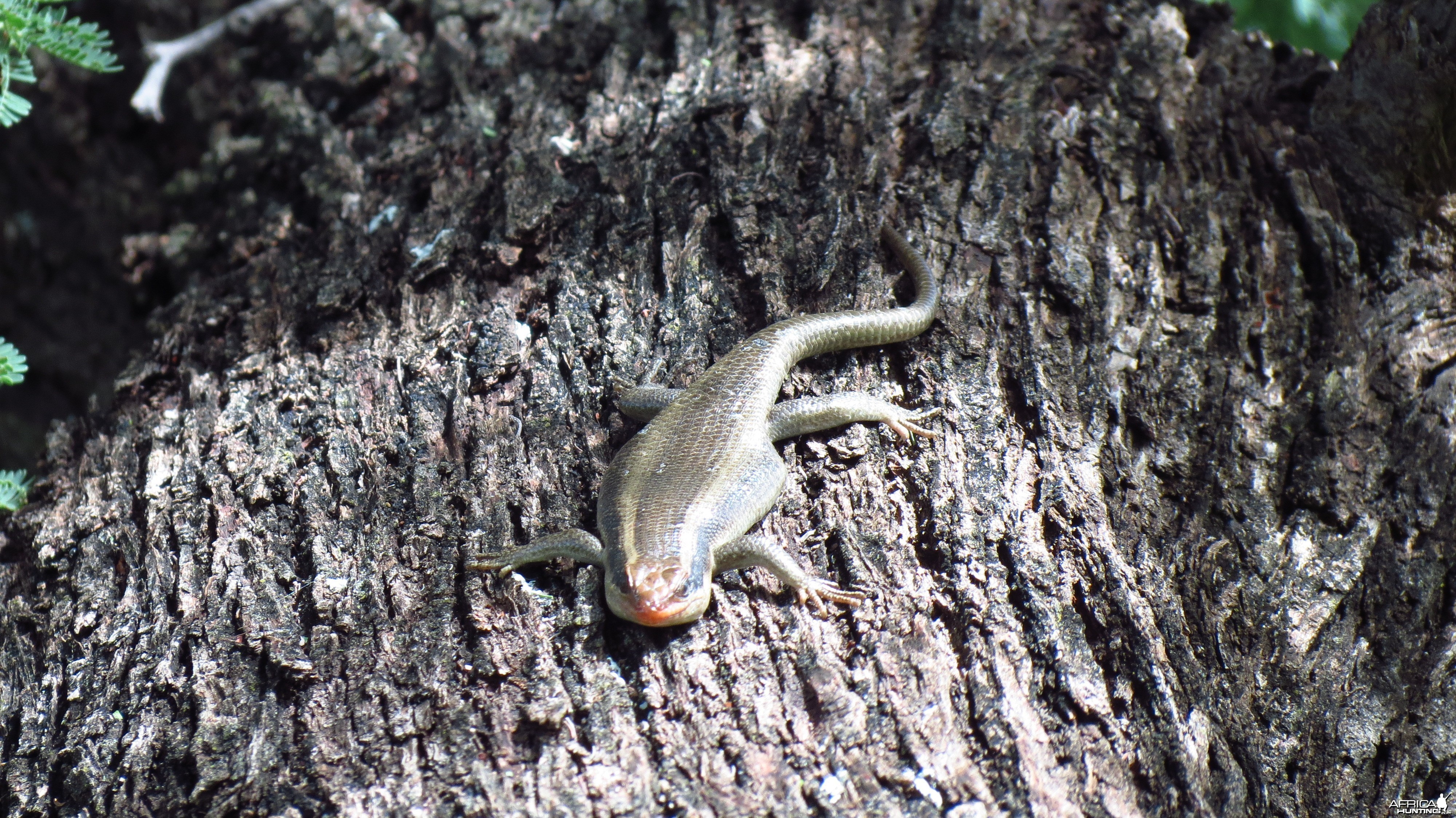 Lizard Namibia