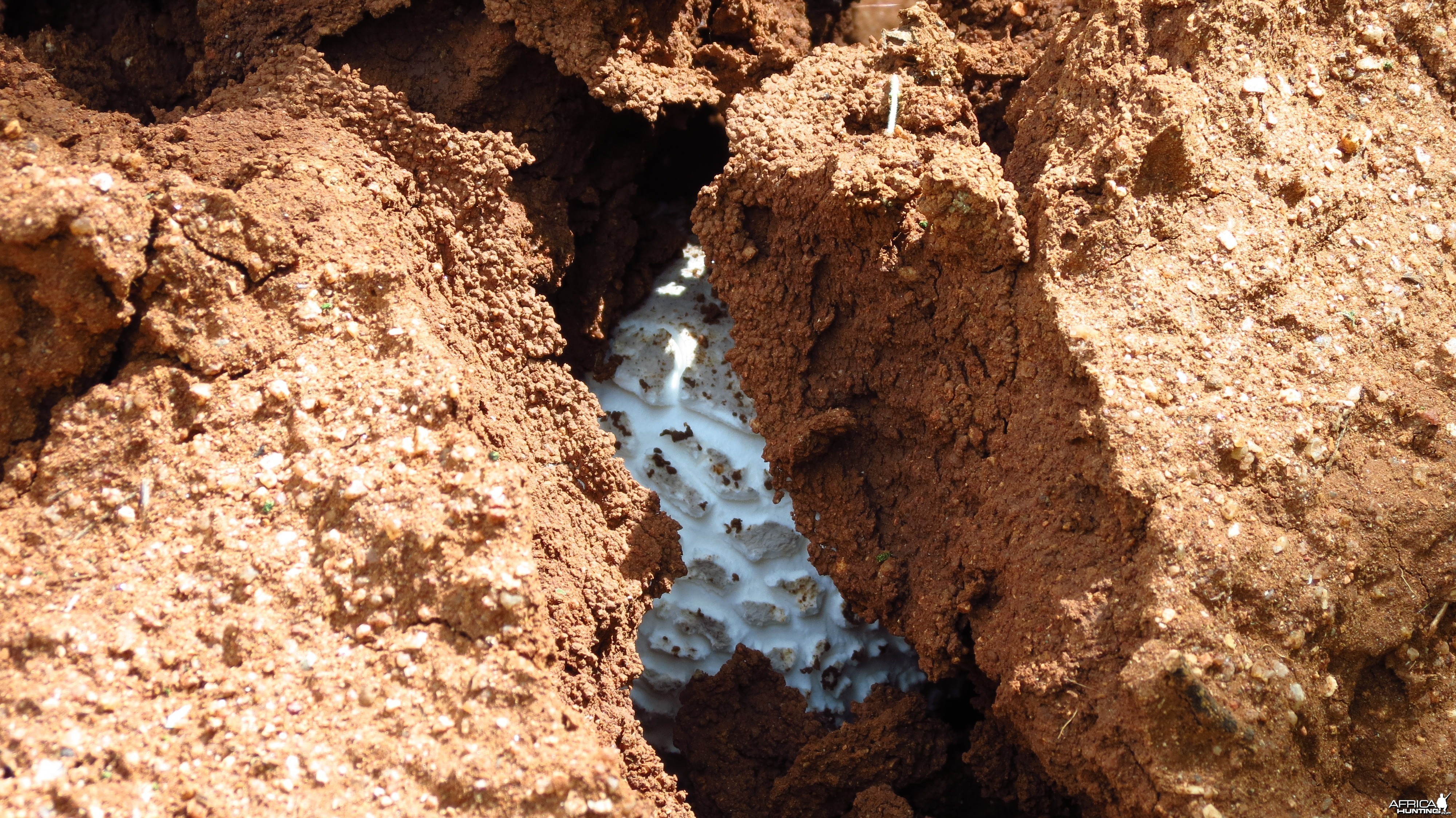 Omajowa termite hill mushrooms Namibia