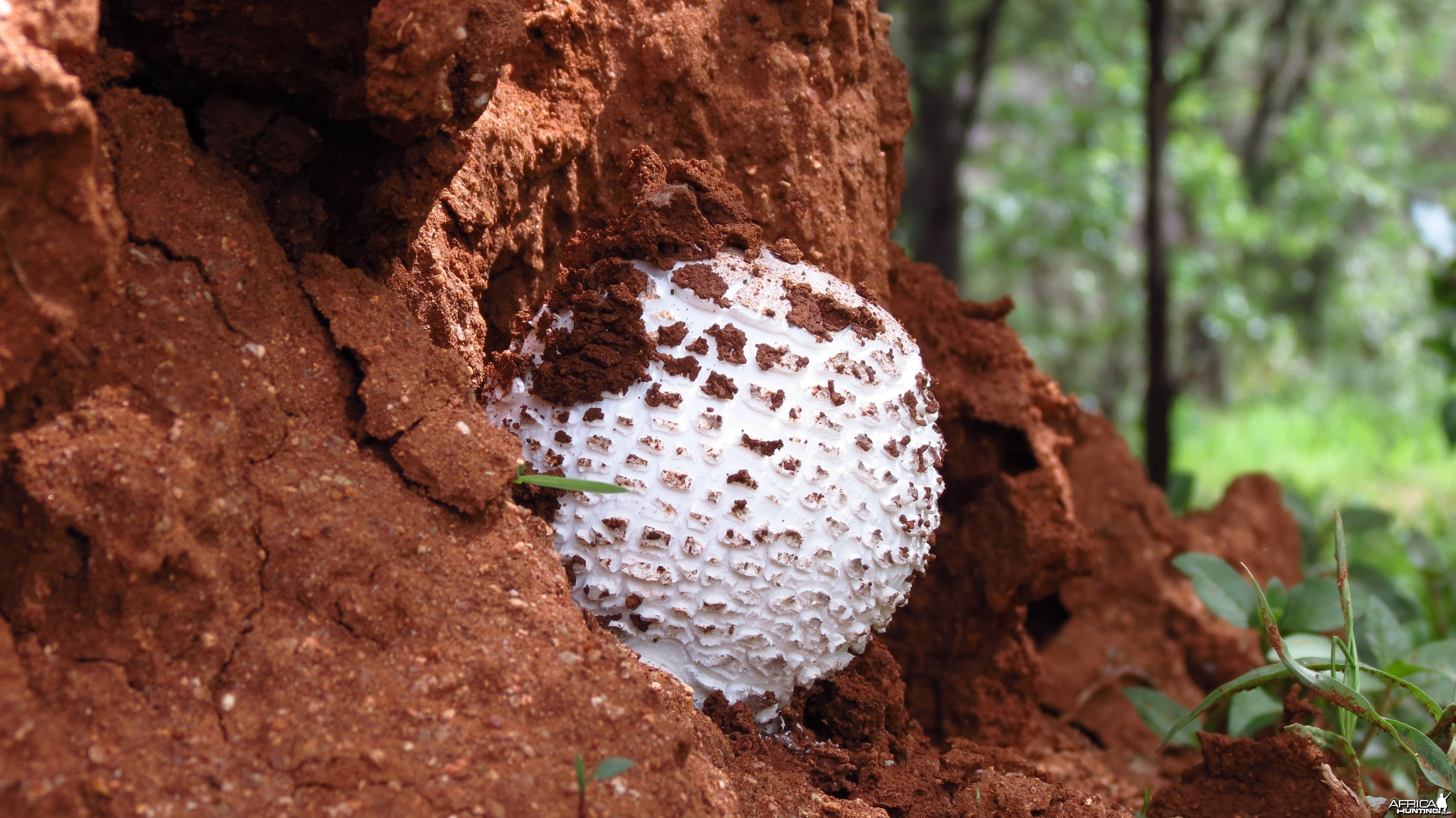 Omajowa termite hill mushrooms Namibia