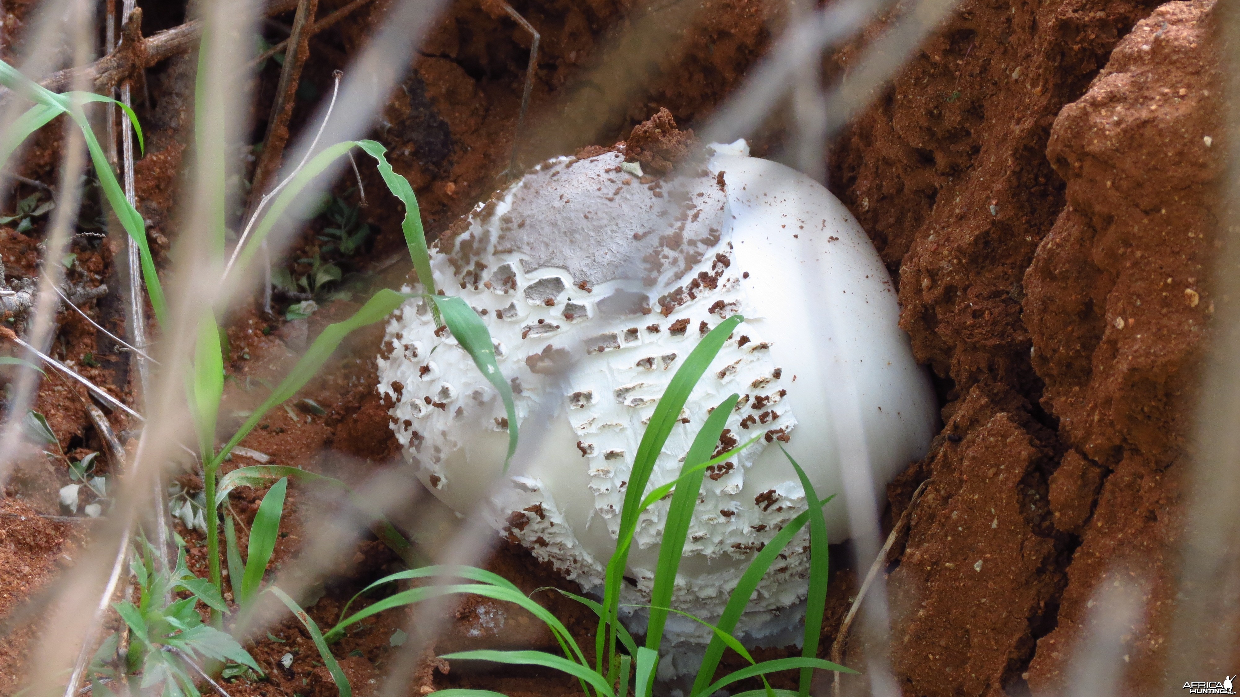 Omajowa termite hill mushrooms Namibia