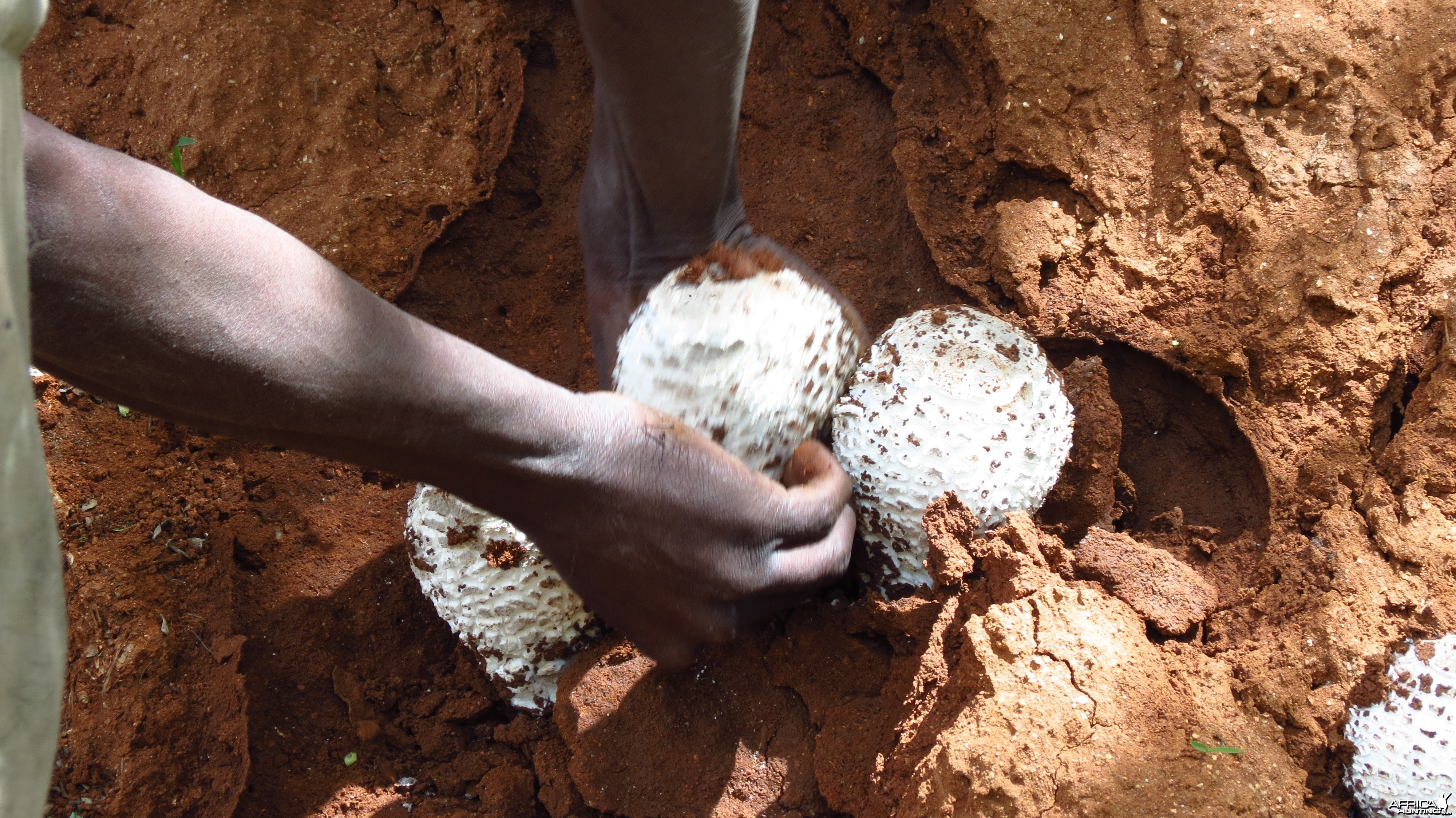 Omajowa termite hill mushrooms Namibia