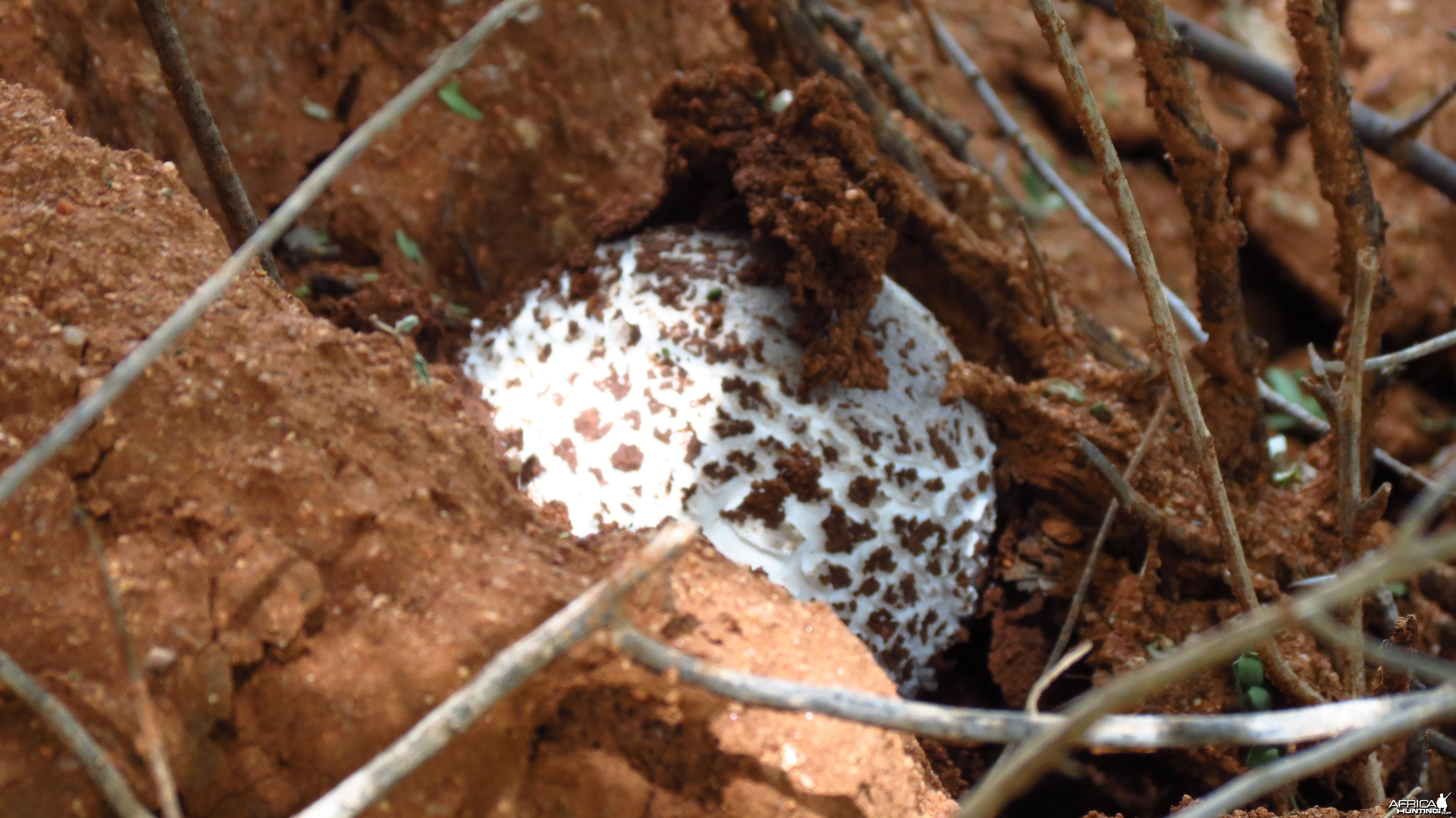 Omajowa termite hill mushrooms Namibia