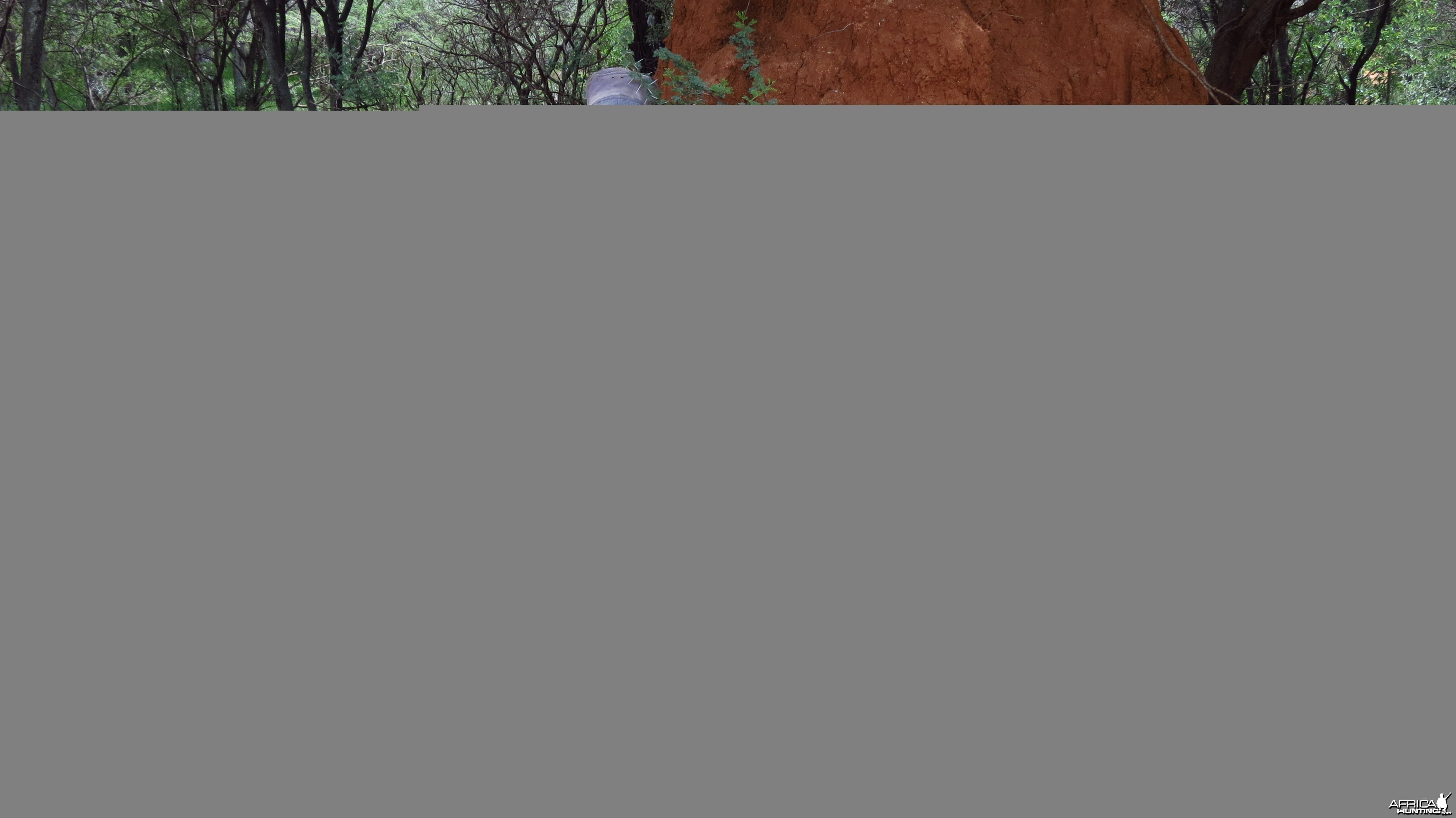 Omajowa termite hill mushrooms Namibia