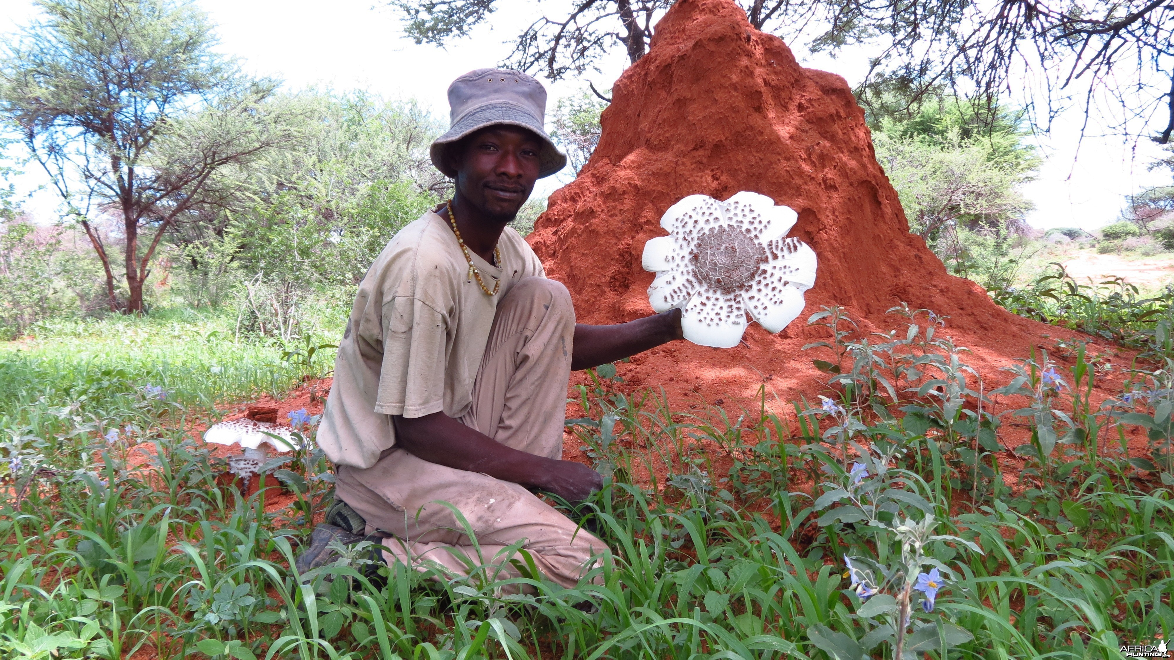 Omajowa termite hill mushrooms Namibia