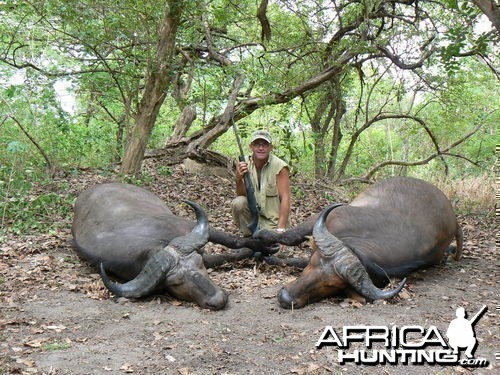 Northwestern Buffalo - Hunting Central africa