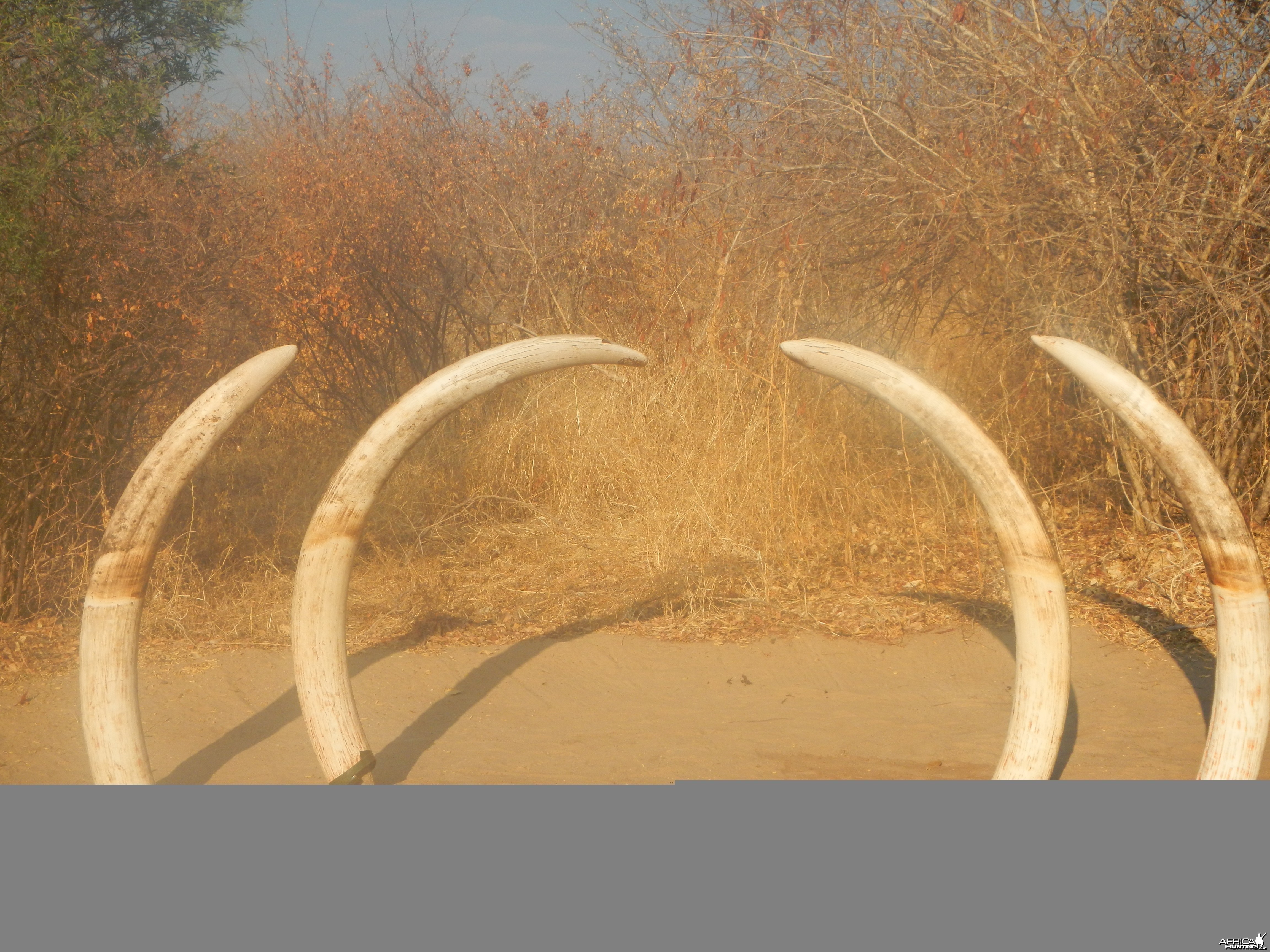 NG41 Botswana Elephants