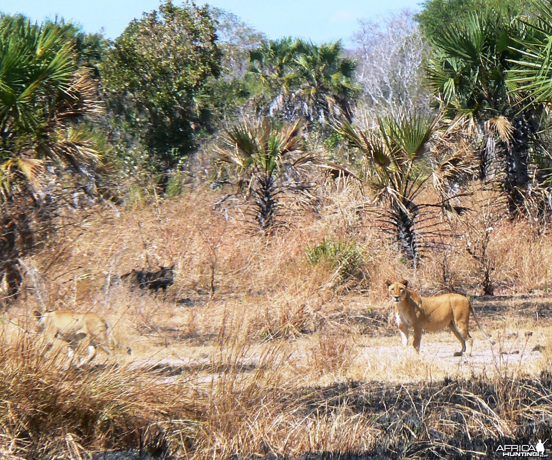 lion and warthog !!