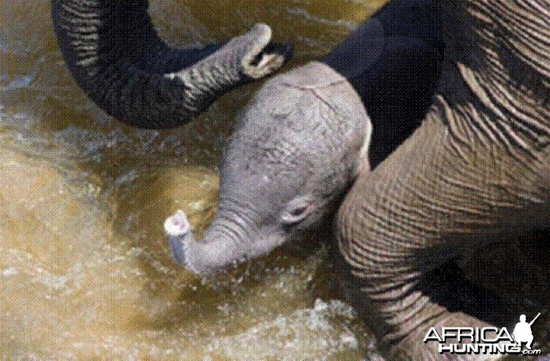 Elephant born in the river in Kruger National Park 2012!