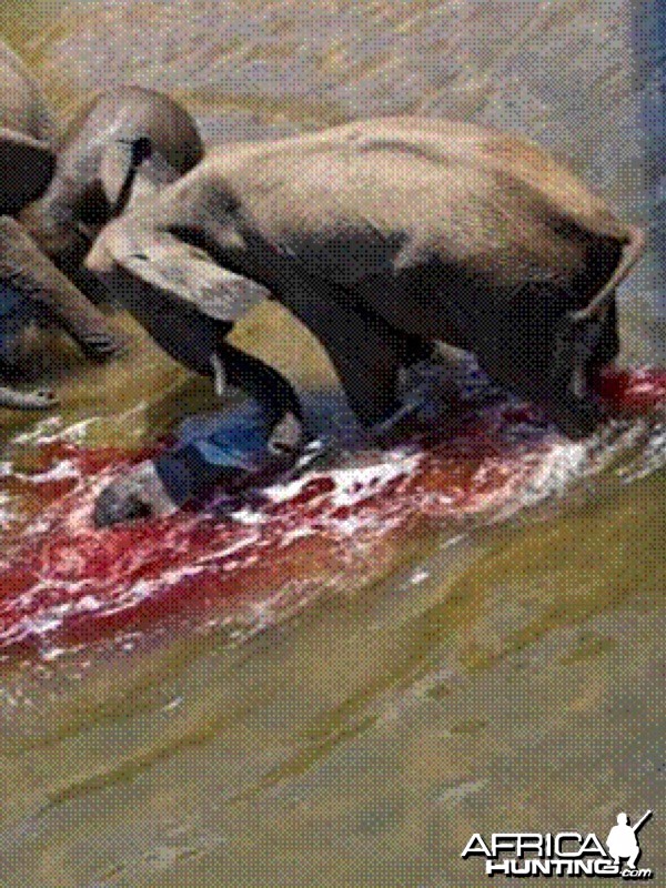 Elephant born in the river in Kruger National Park 2012!