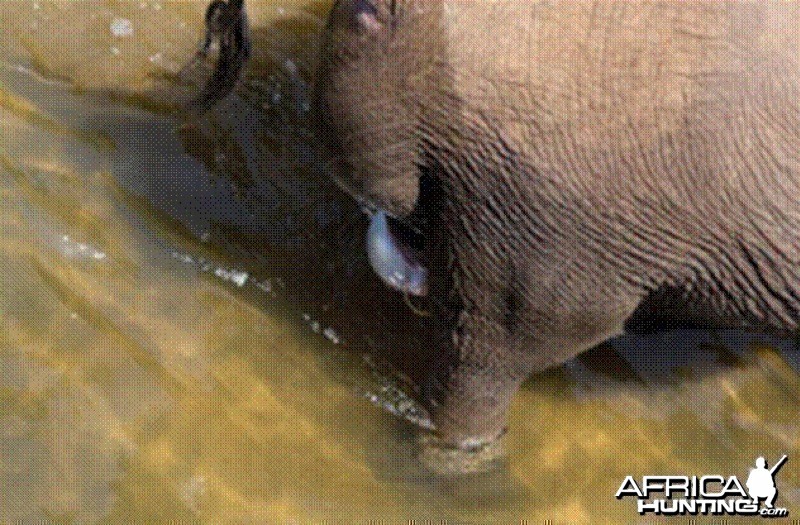 Elephant born in the river in Kruger National Park 2012!