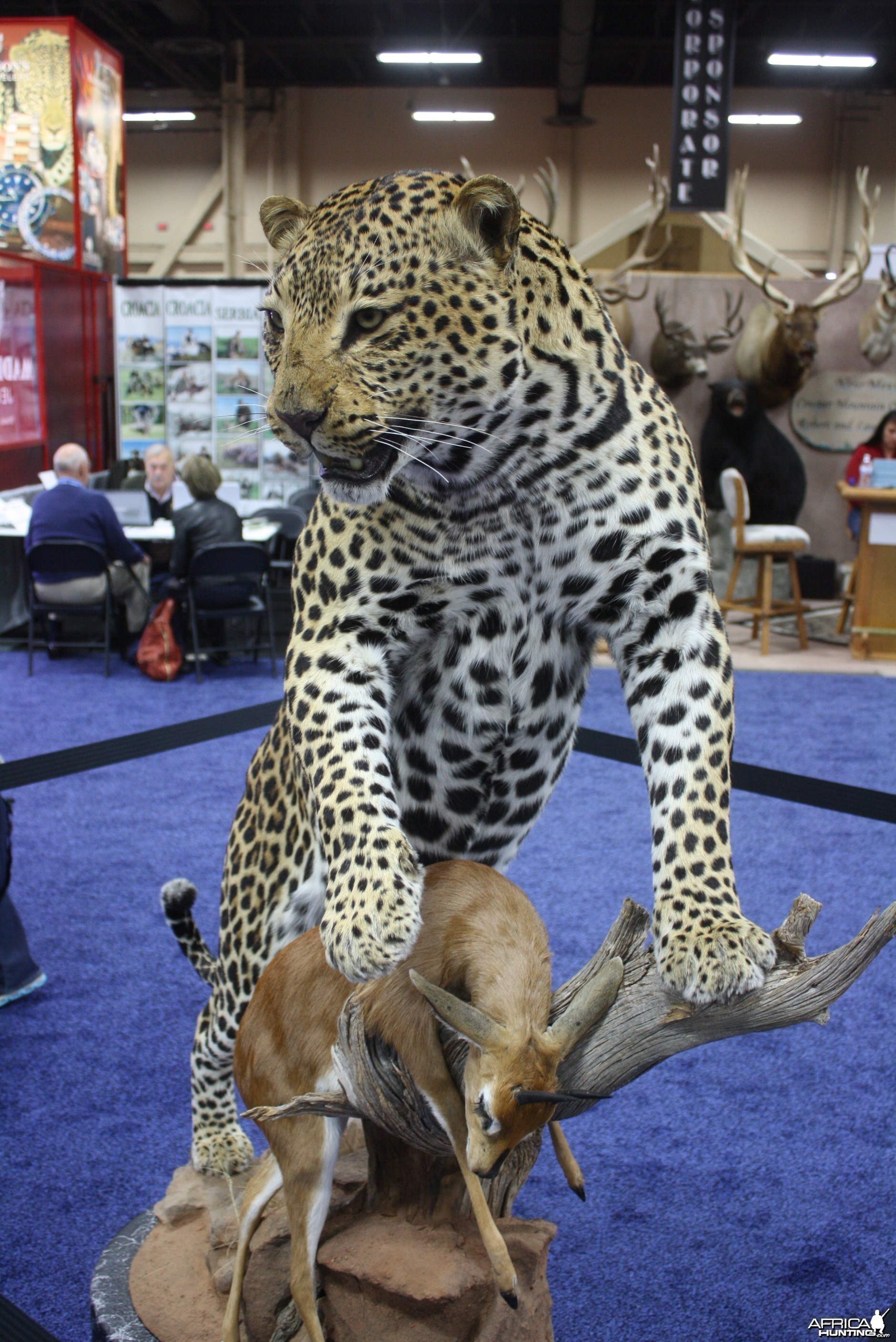 SCI Convention 2014 Taxidermy Mounts