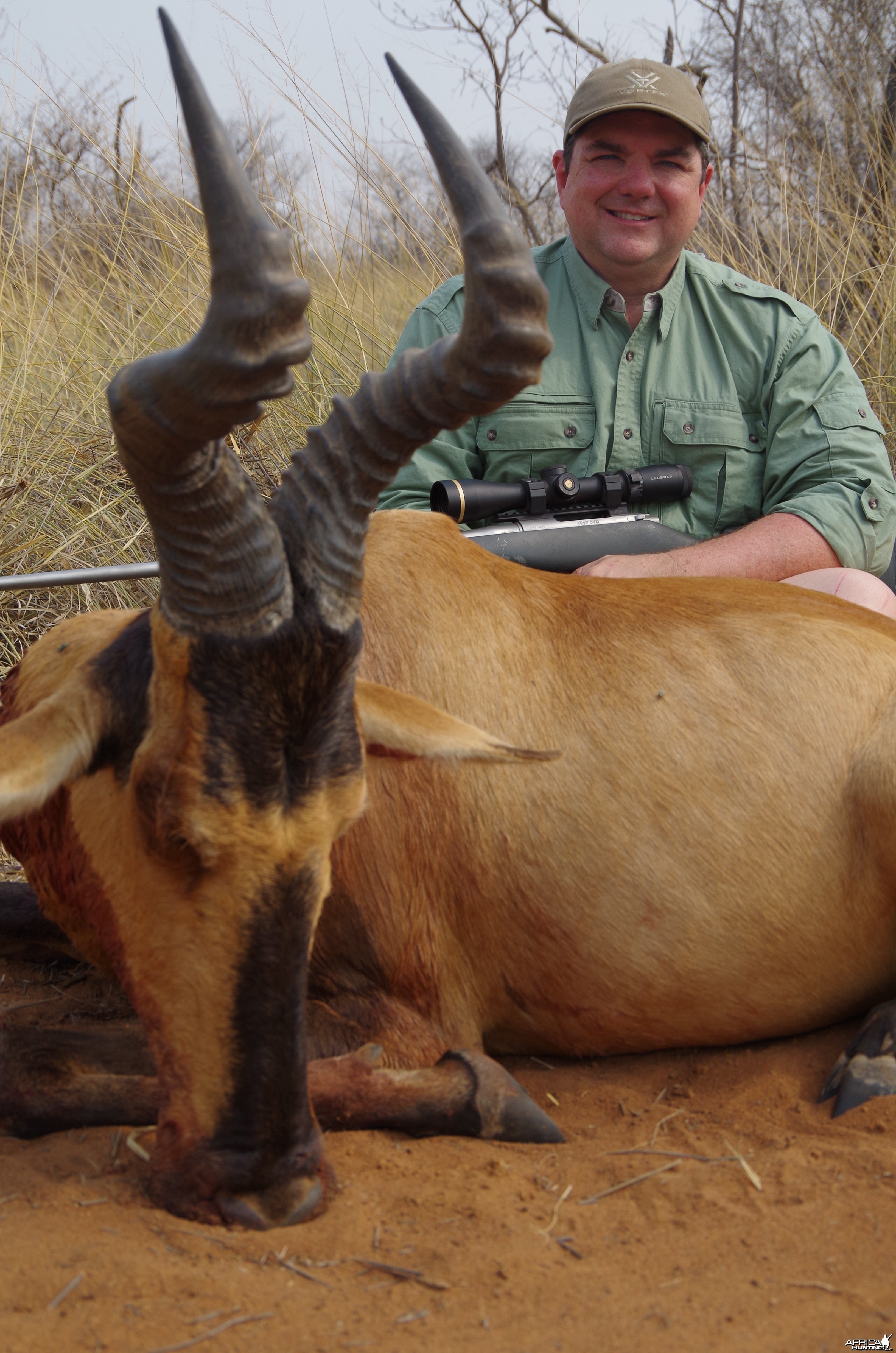 Red Hartebeest