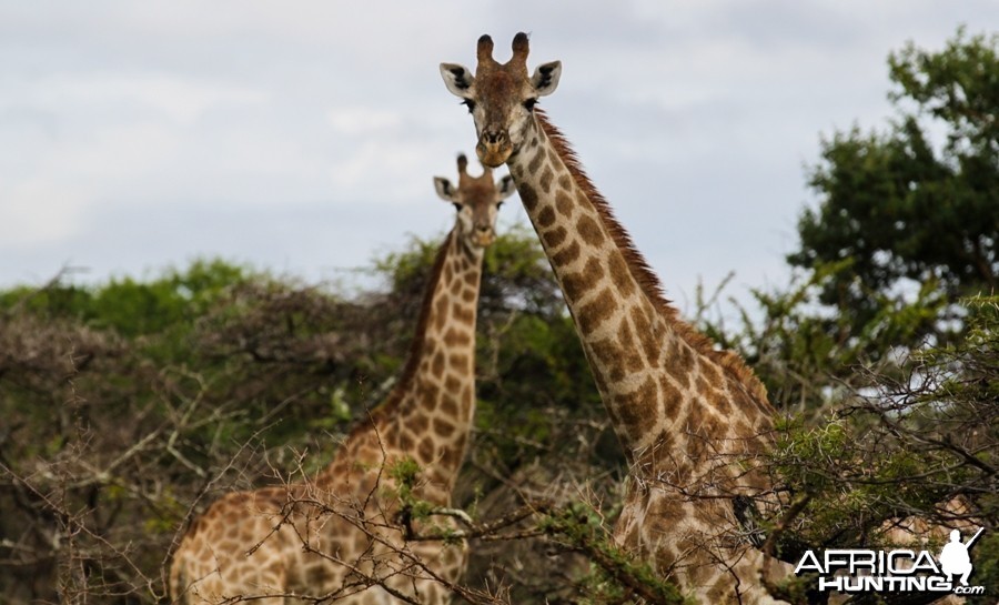 Giraffes at Zululand Rhino Reserve