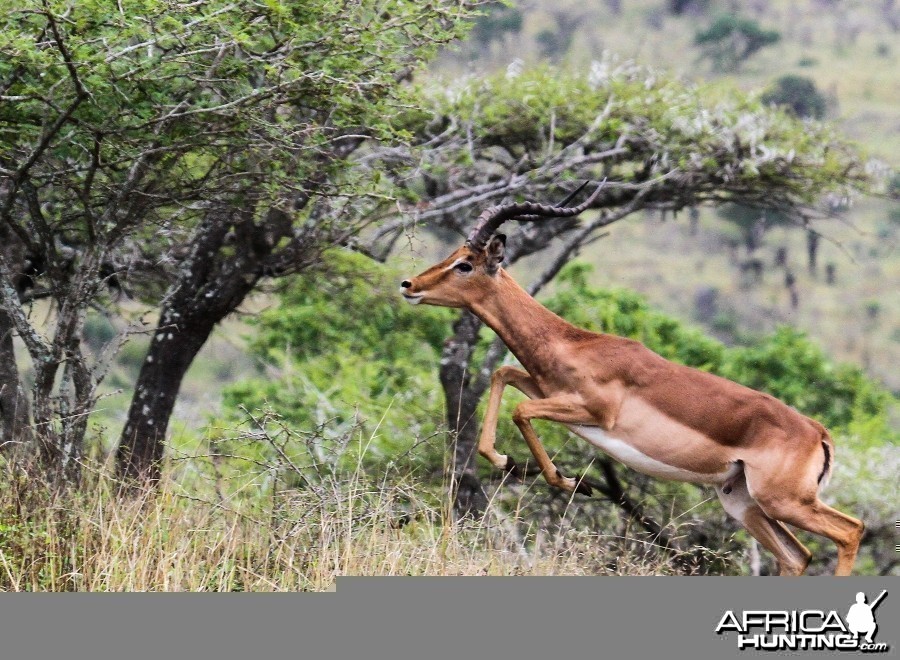 Impala at Zululand Rhino Reserve