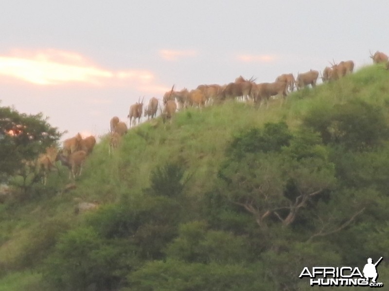 Umdende Hunting Safaris