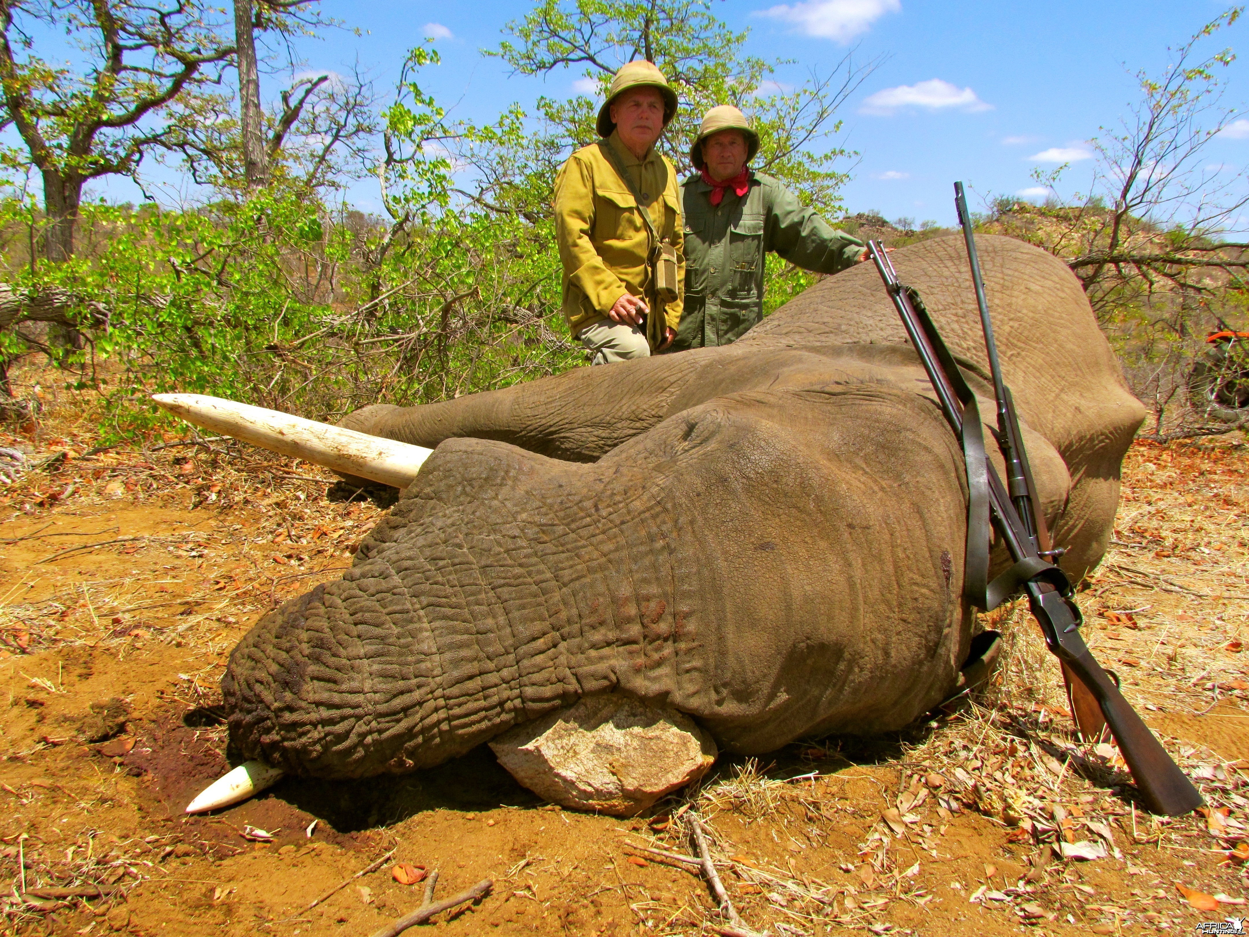 Elephant ~ Limpopo, South Africa