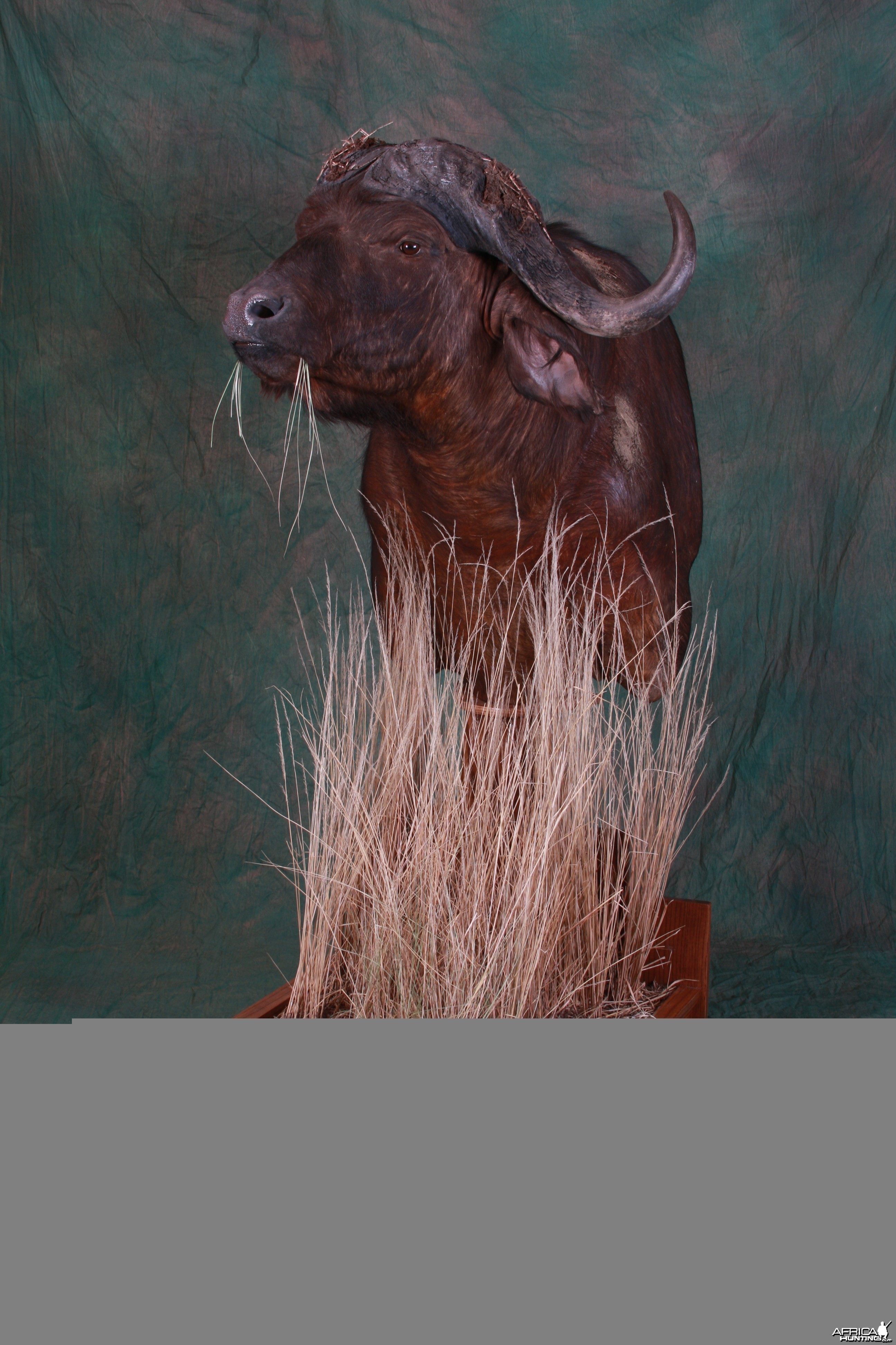 Cape Buffalo Pedestal Mount