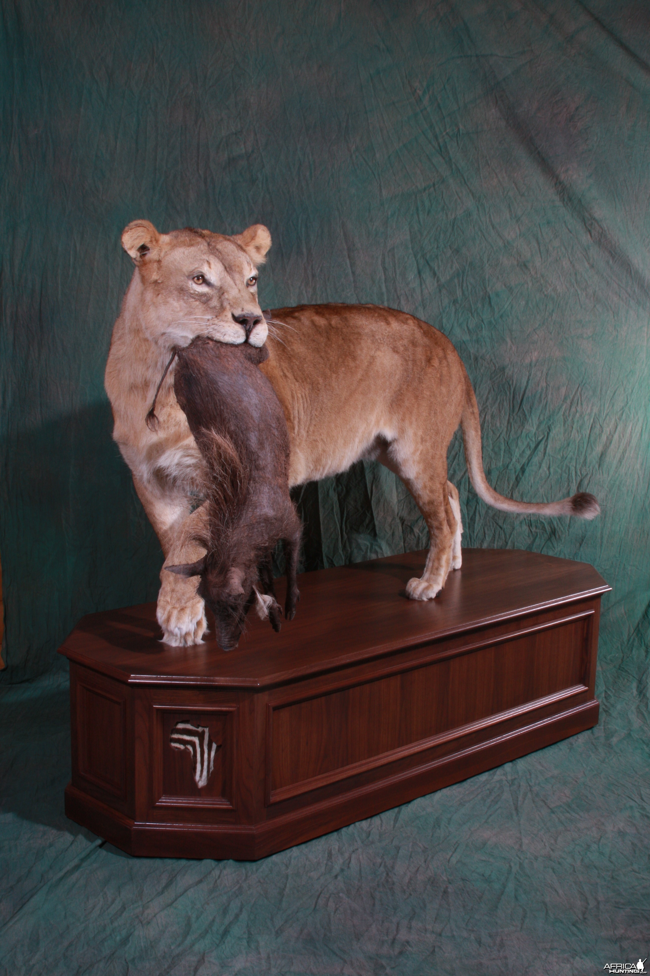 Lioness with young warthog kill by All-American Taxidermy