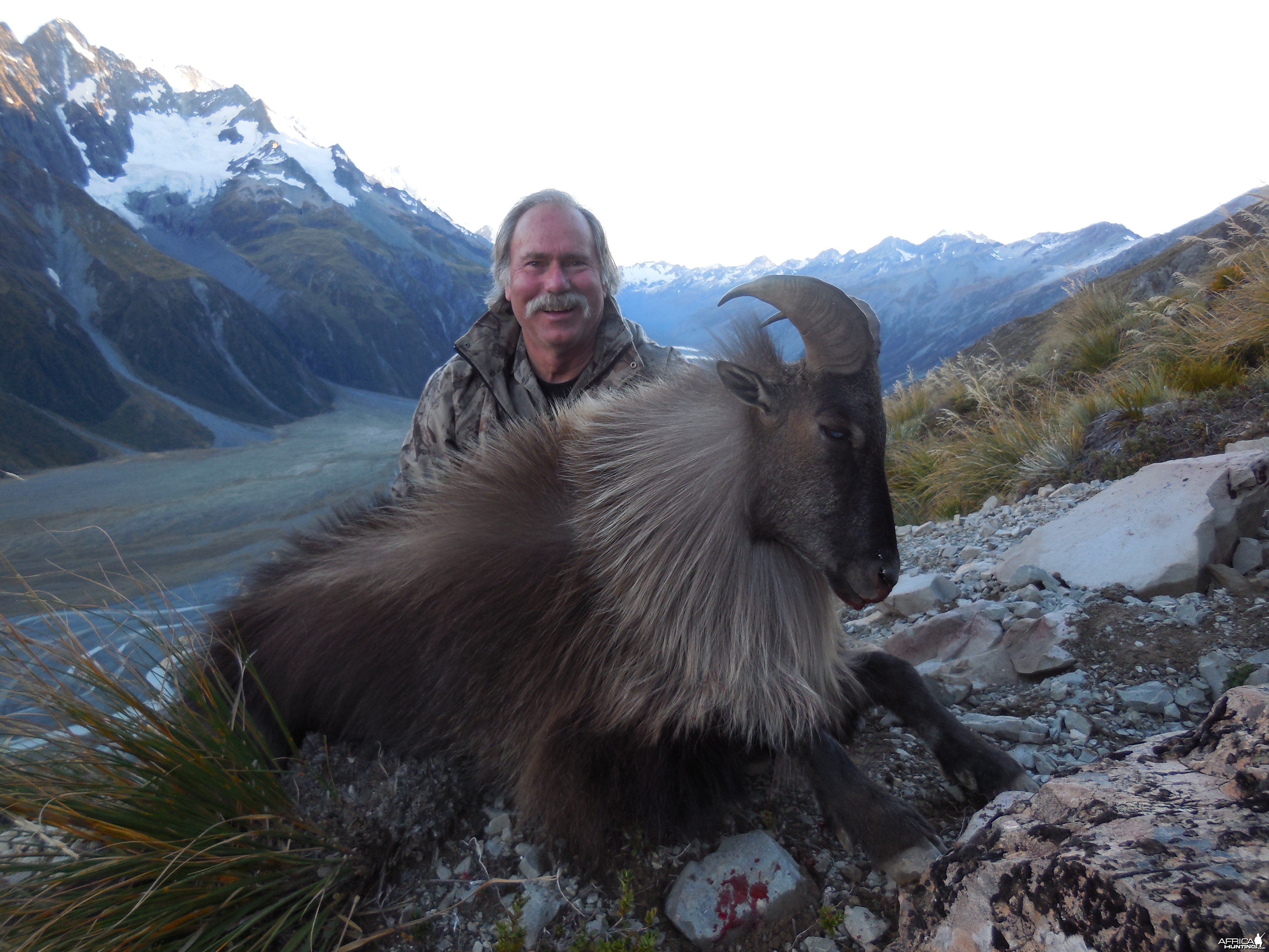 New Zealand Tahr 2014