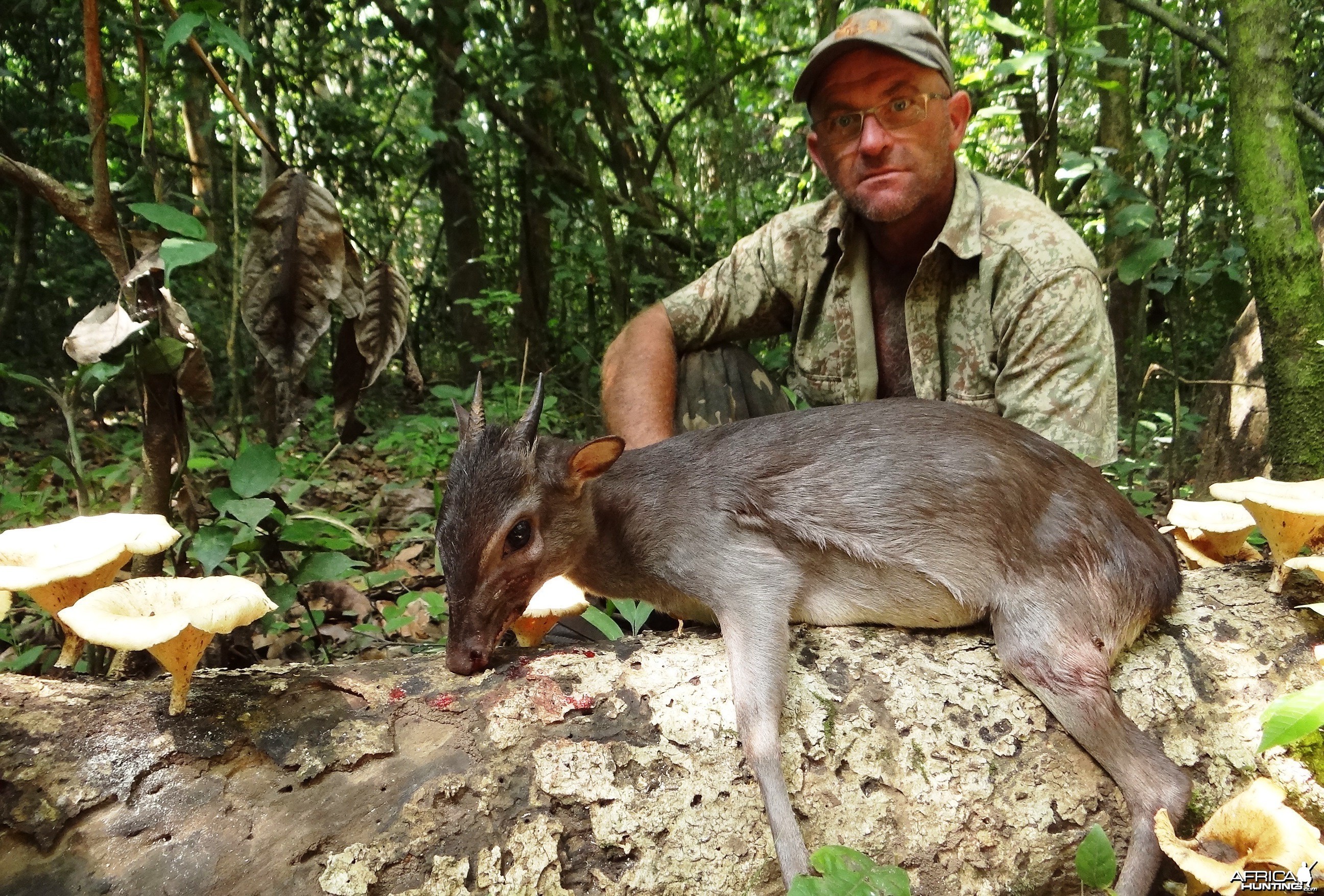 Blue duiker