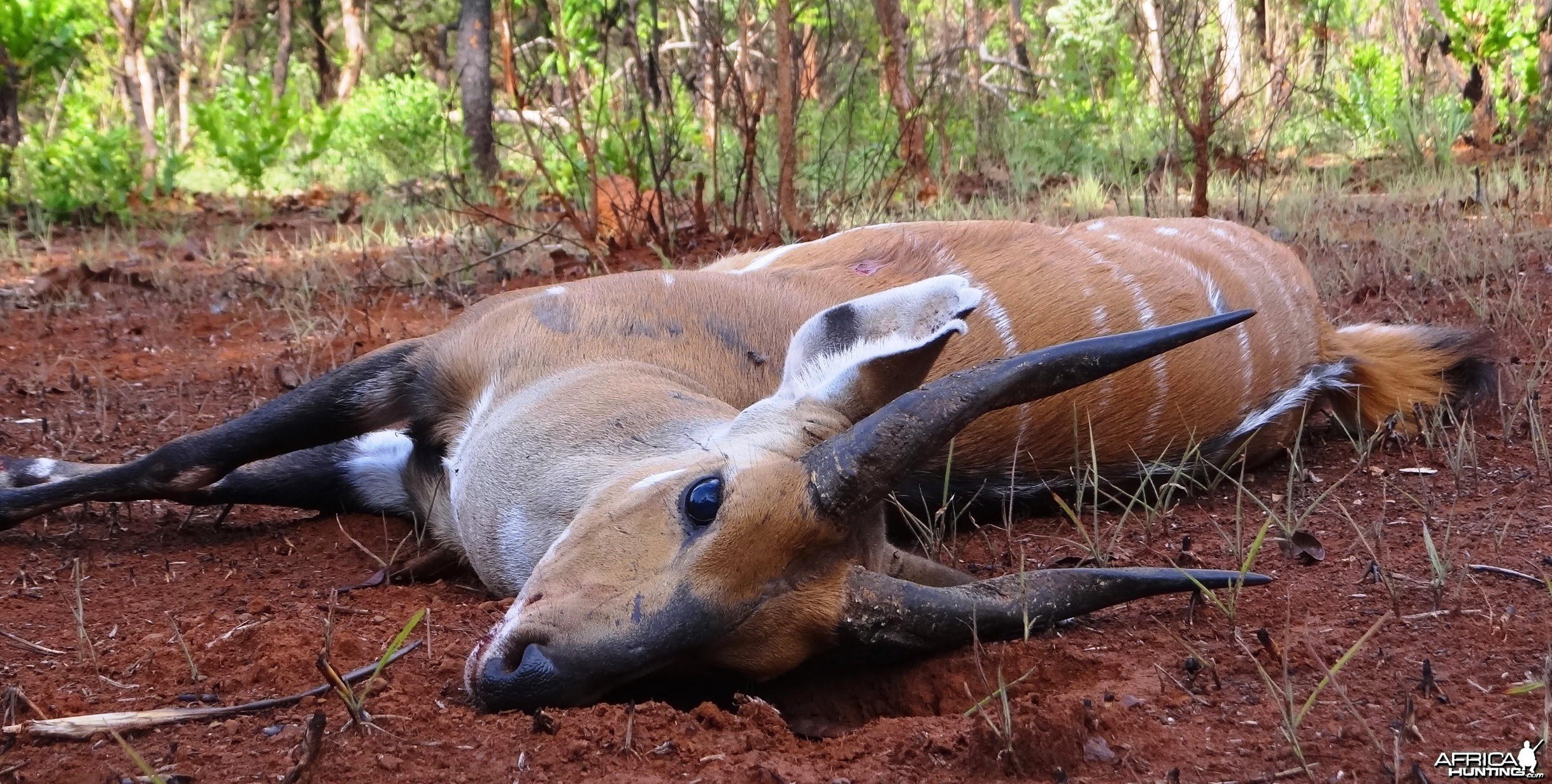 Harnessed bushbuck