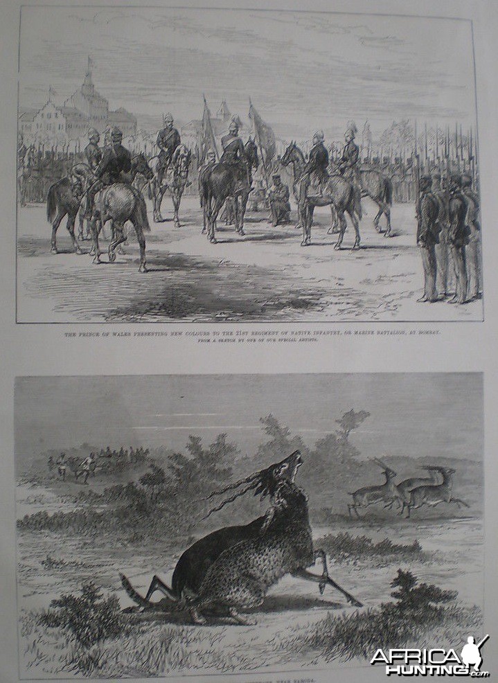 Hunting with Cheetahs near Baroda India 1875