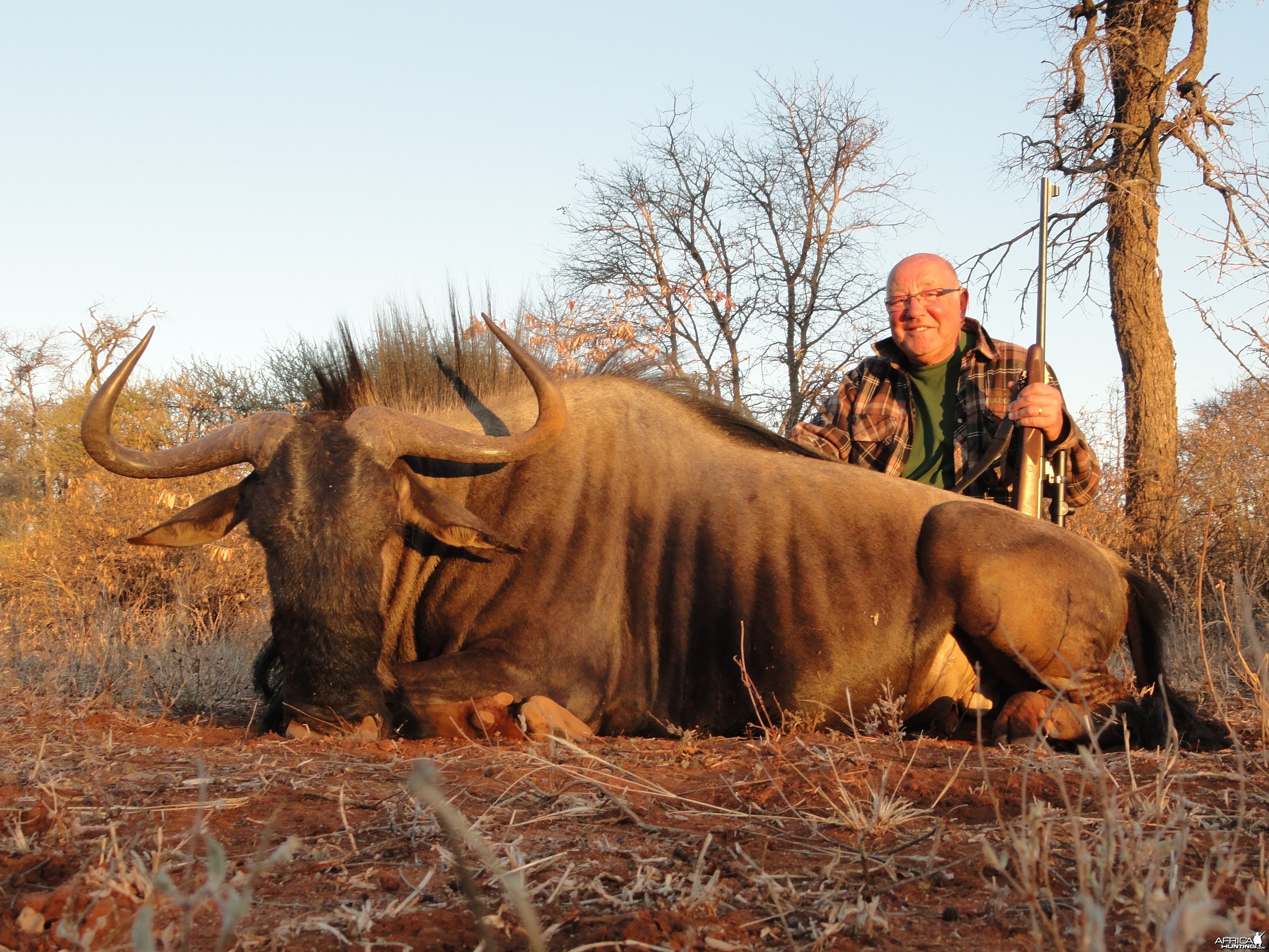 Wildebeest - Limpopo valley, RSA