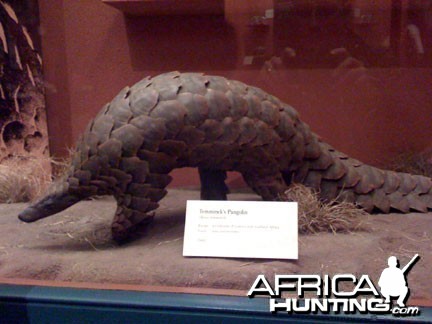 Taxidermy Giant Pangolin