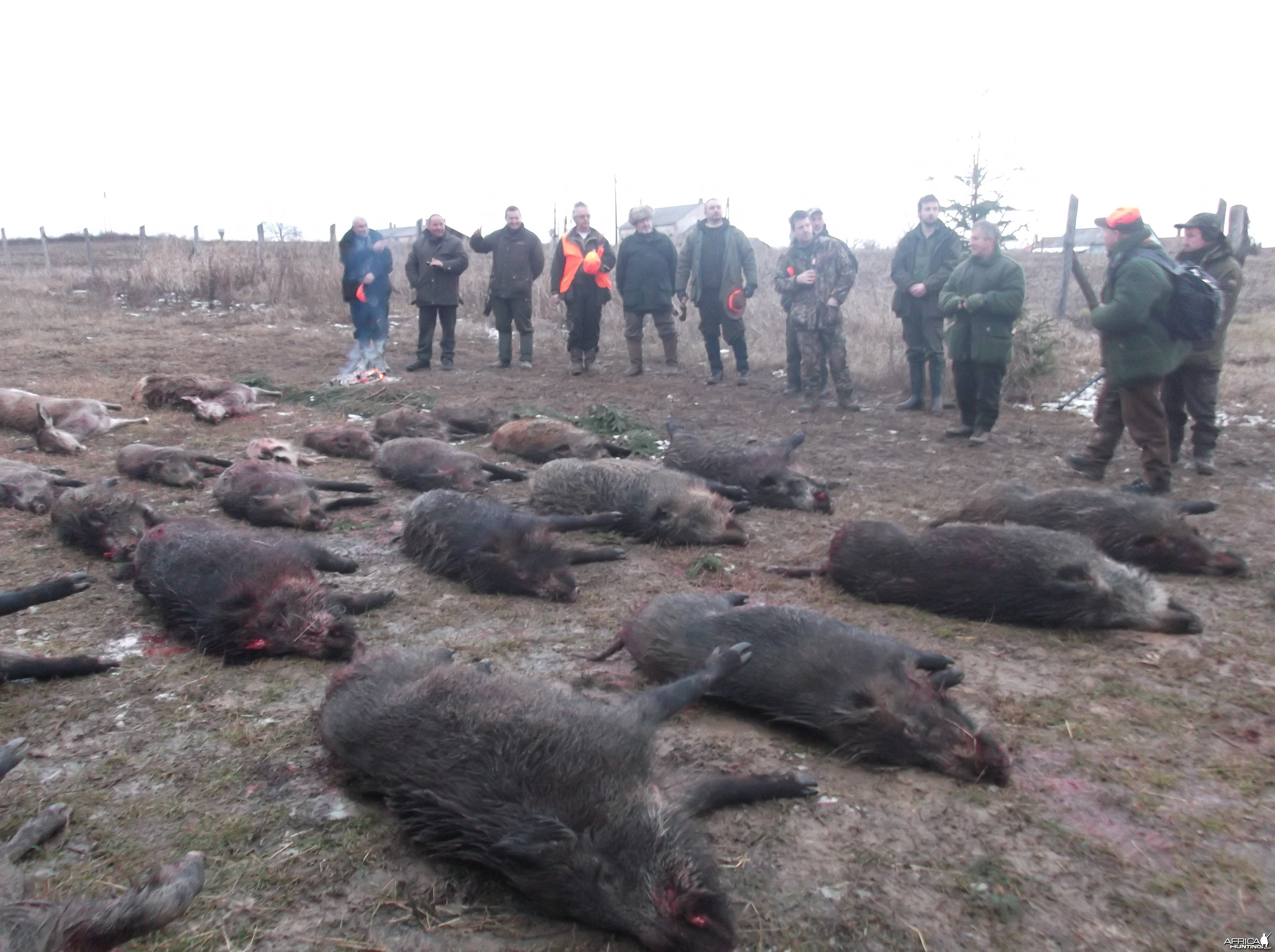 Hunting Boar in Hungary