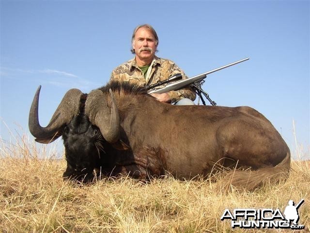 Black Wildebeest