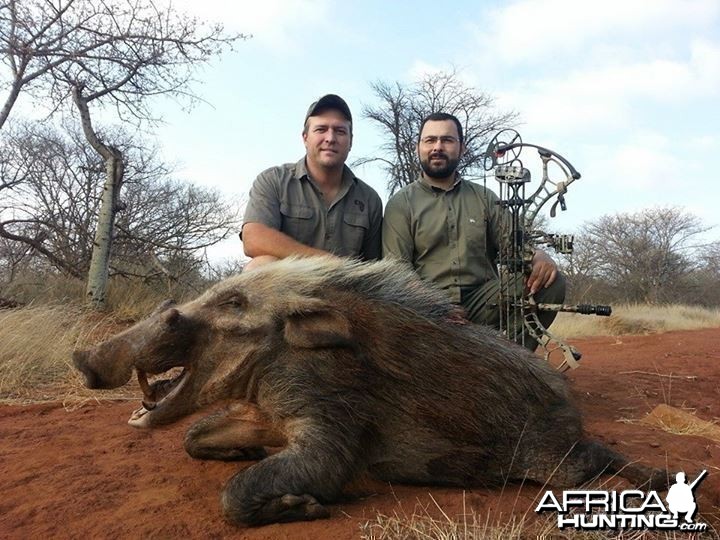 Bushpig shot over bait