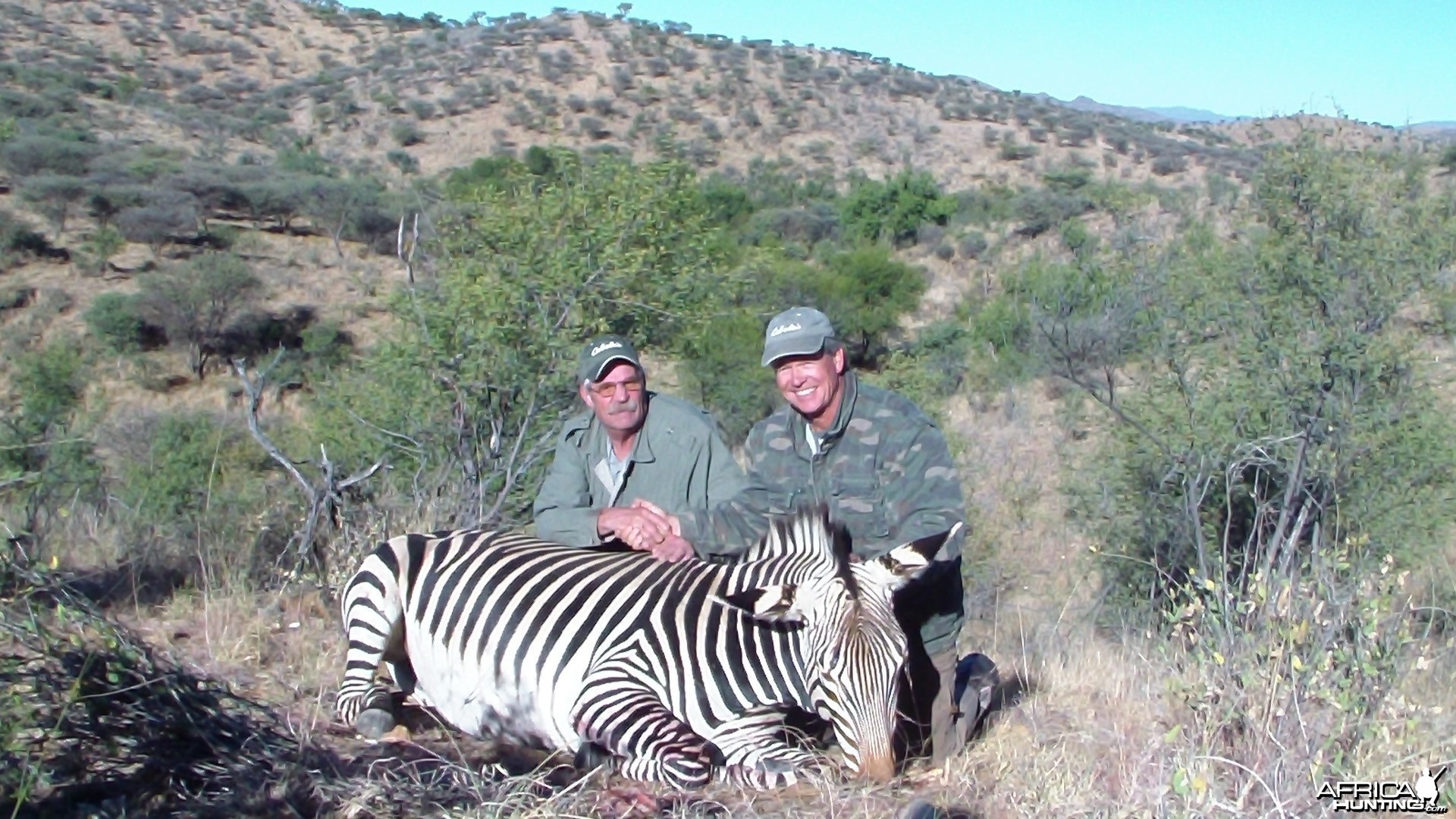 Mountain Zebra