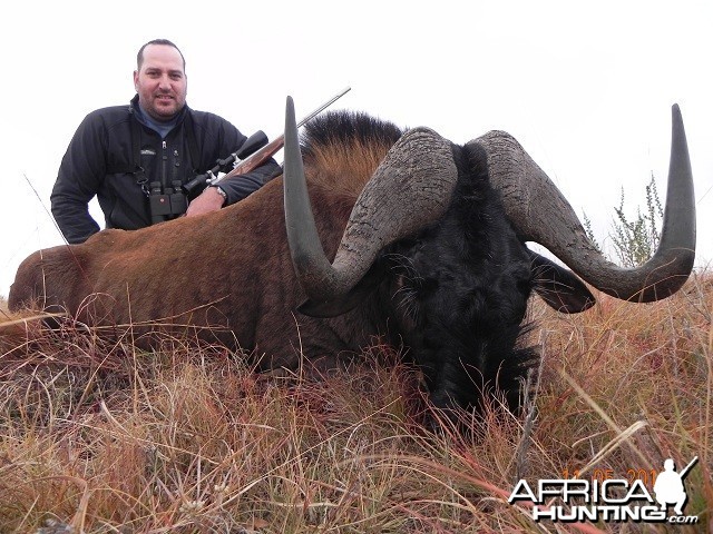 Black Wildebeest