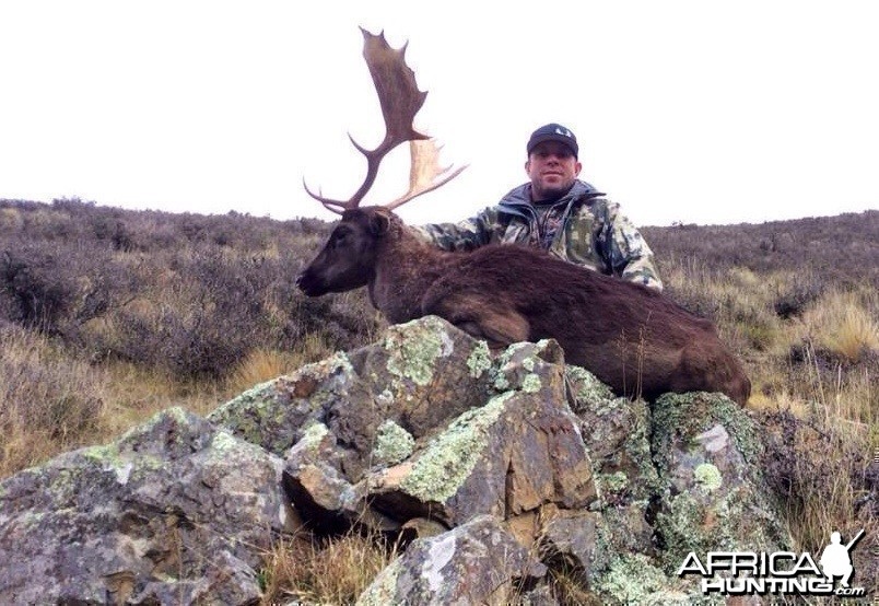 Free range Fallow Buck