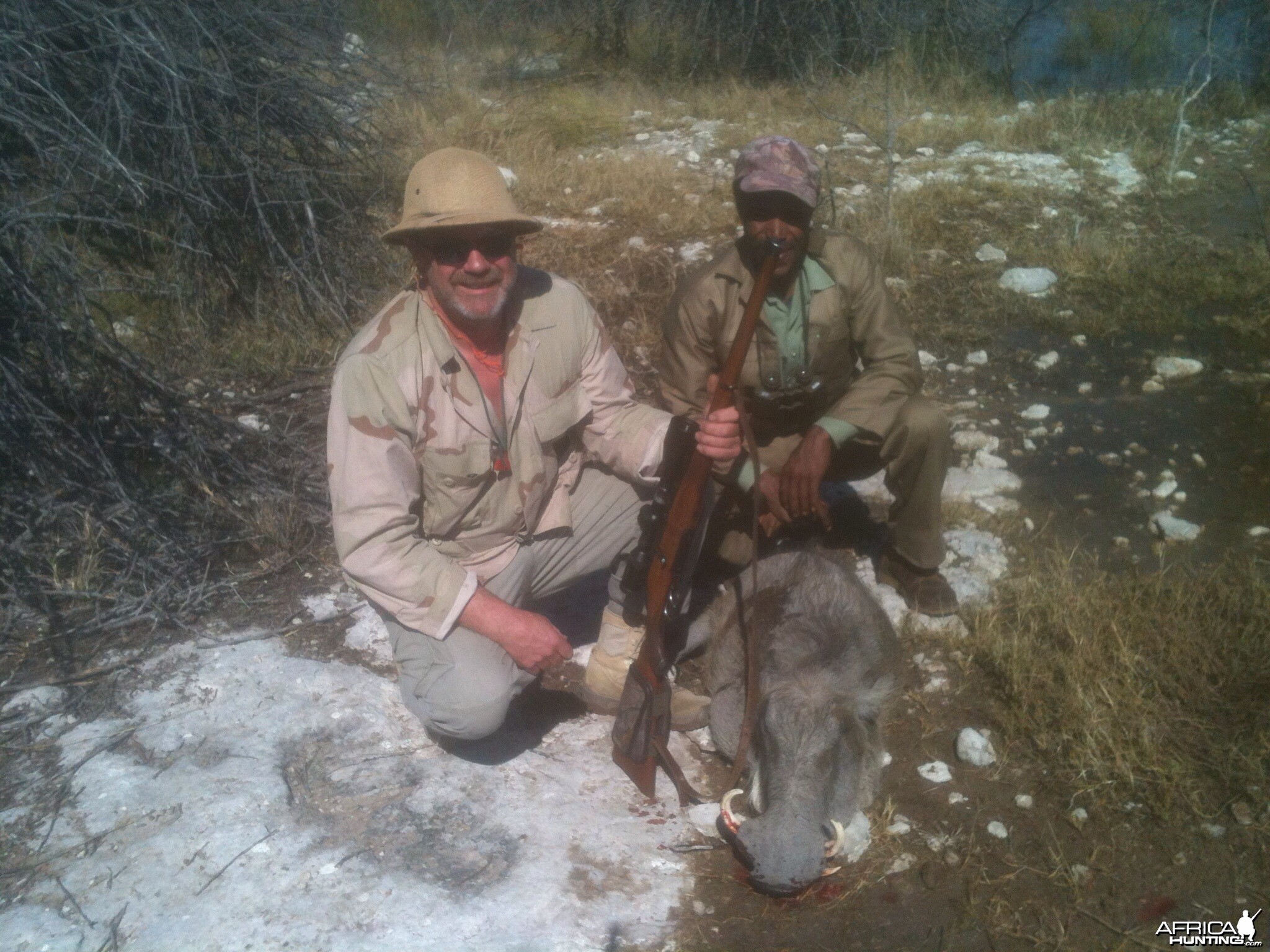 Cull warthog near Hochfeld Namibia