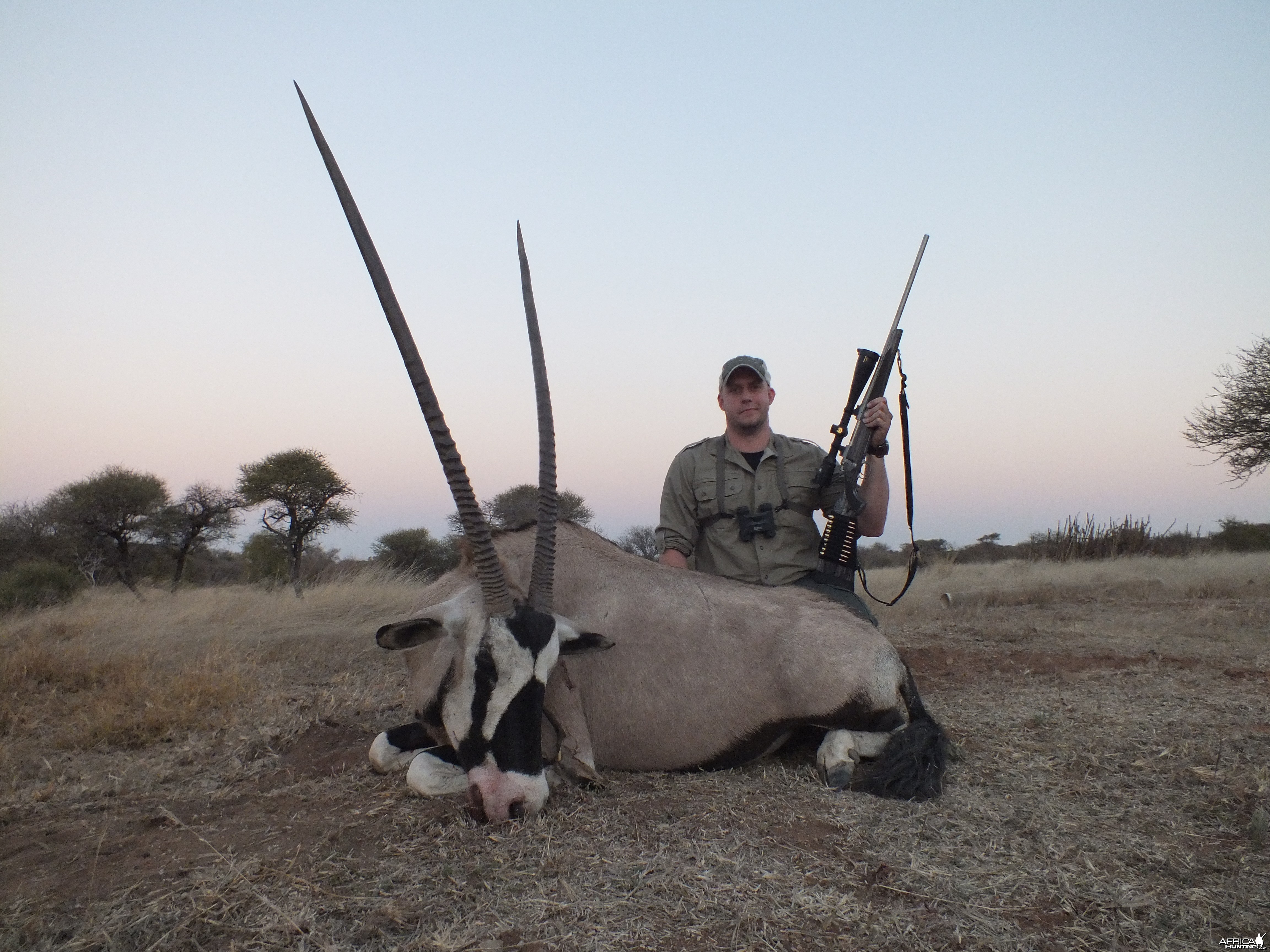 Gemsbok