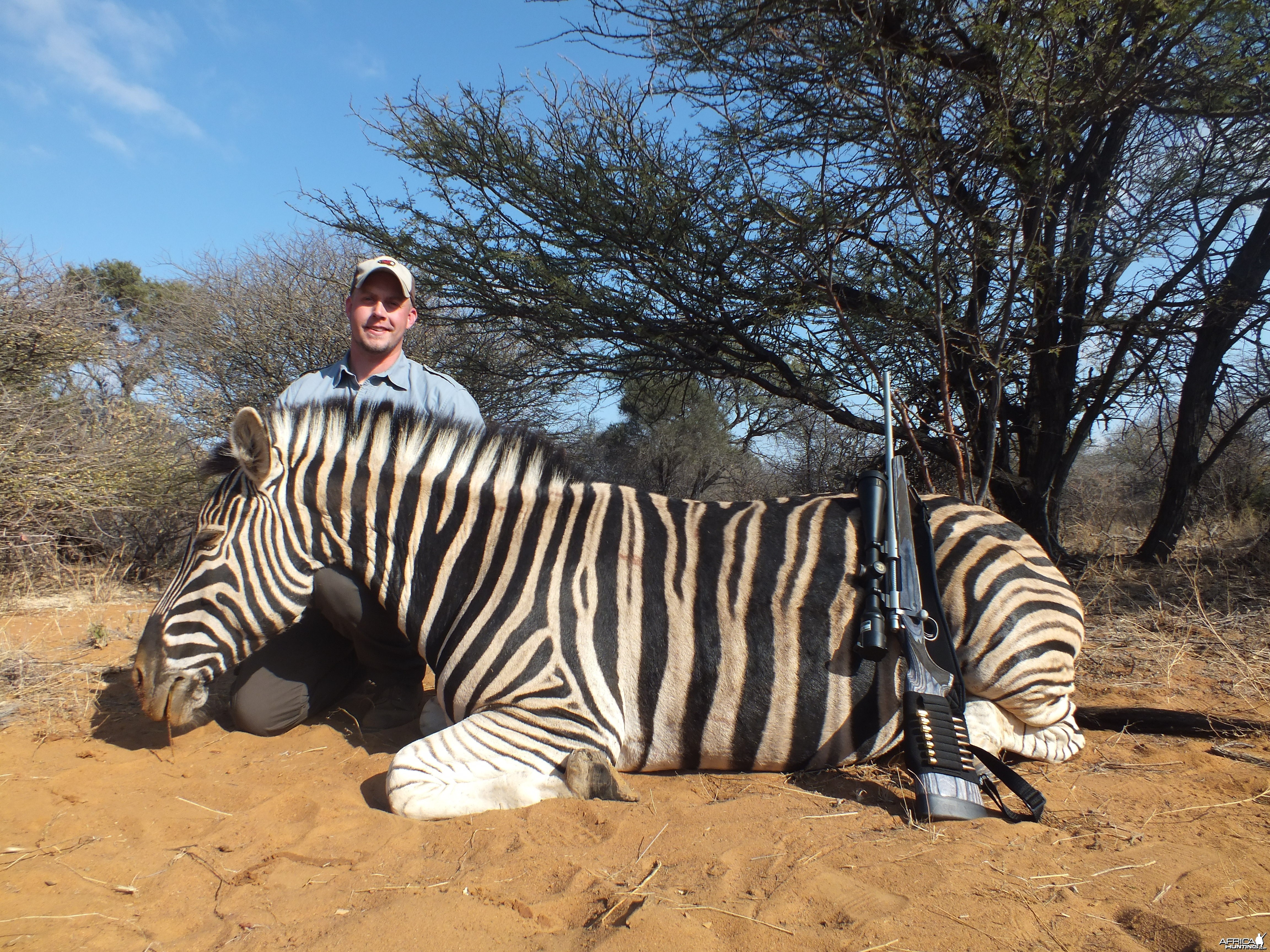 Burchell Zebra