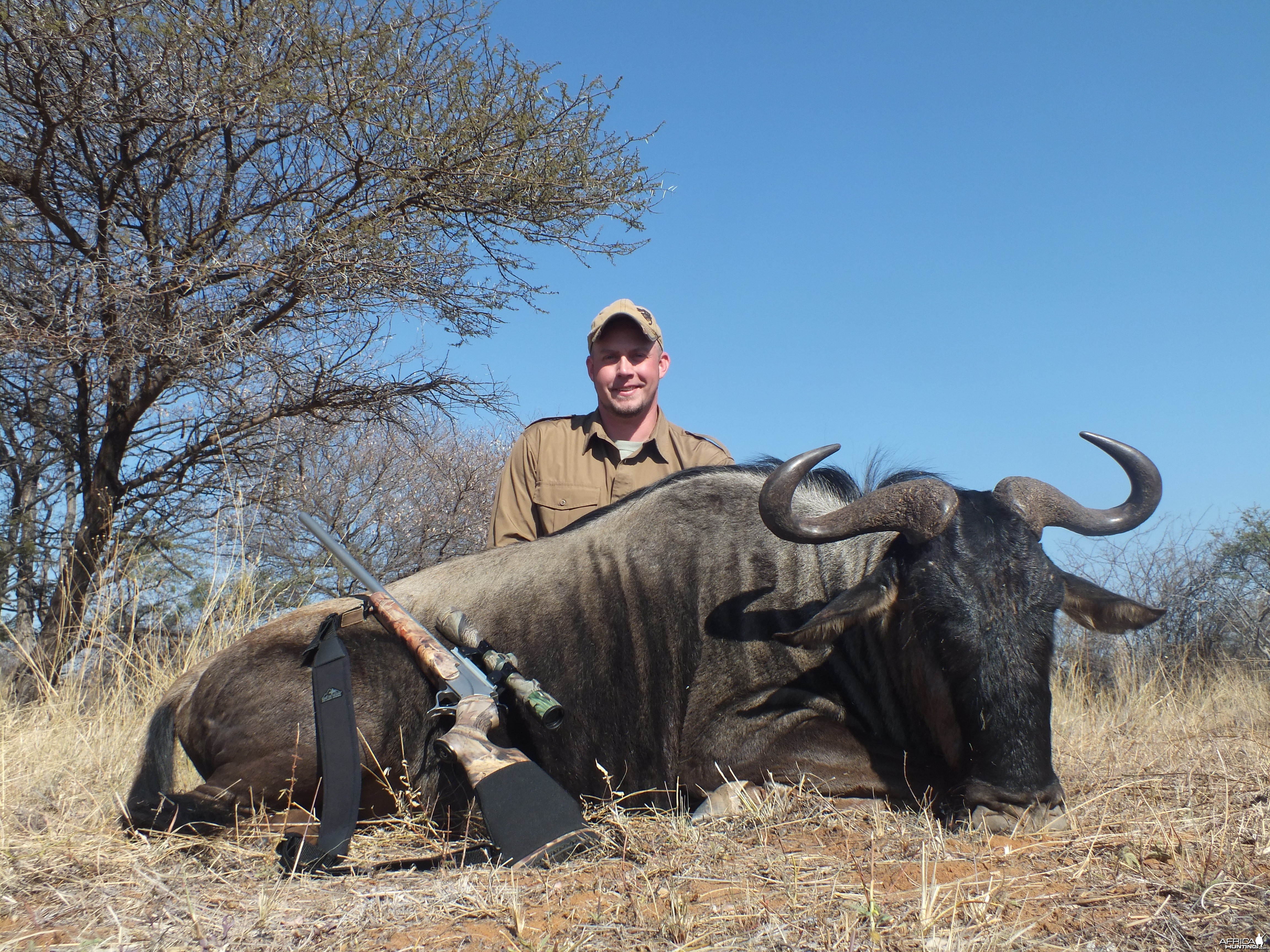 Blue wildebeest