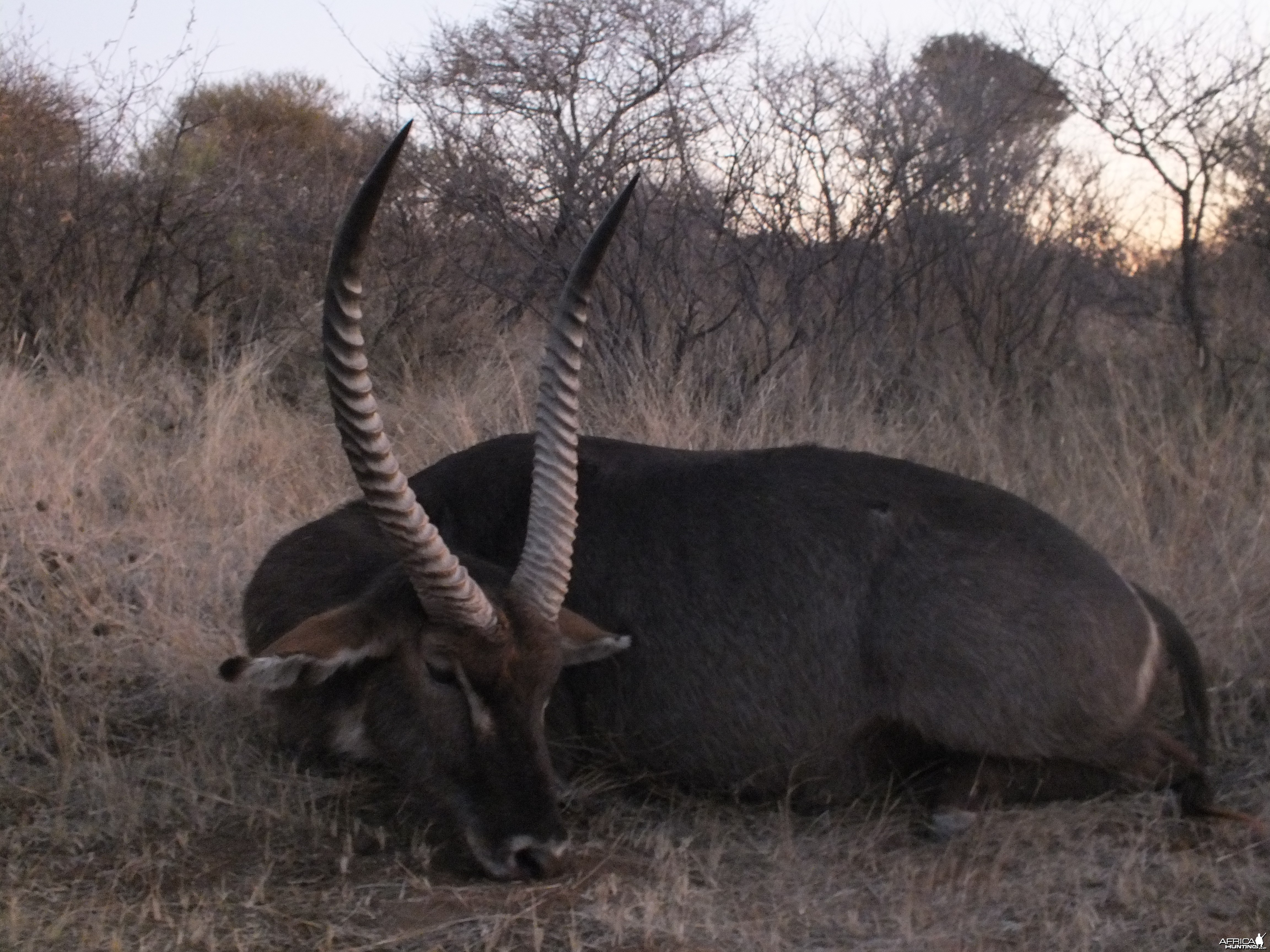 Waterbuck