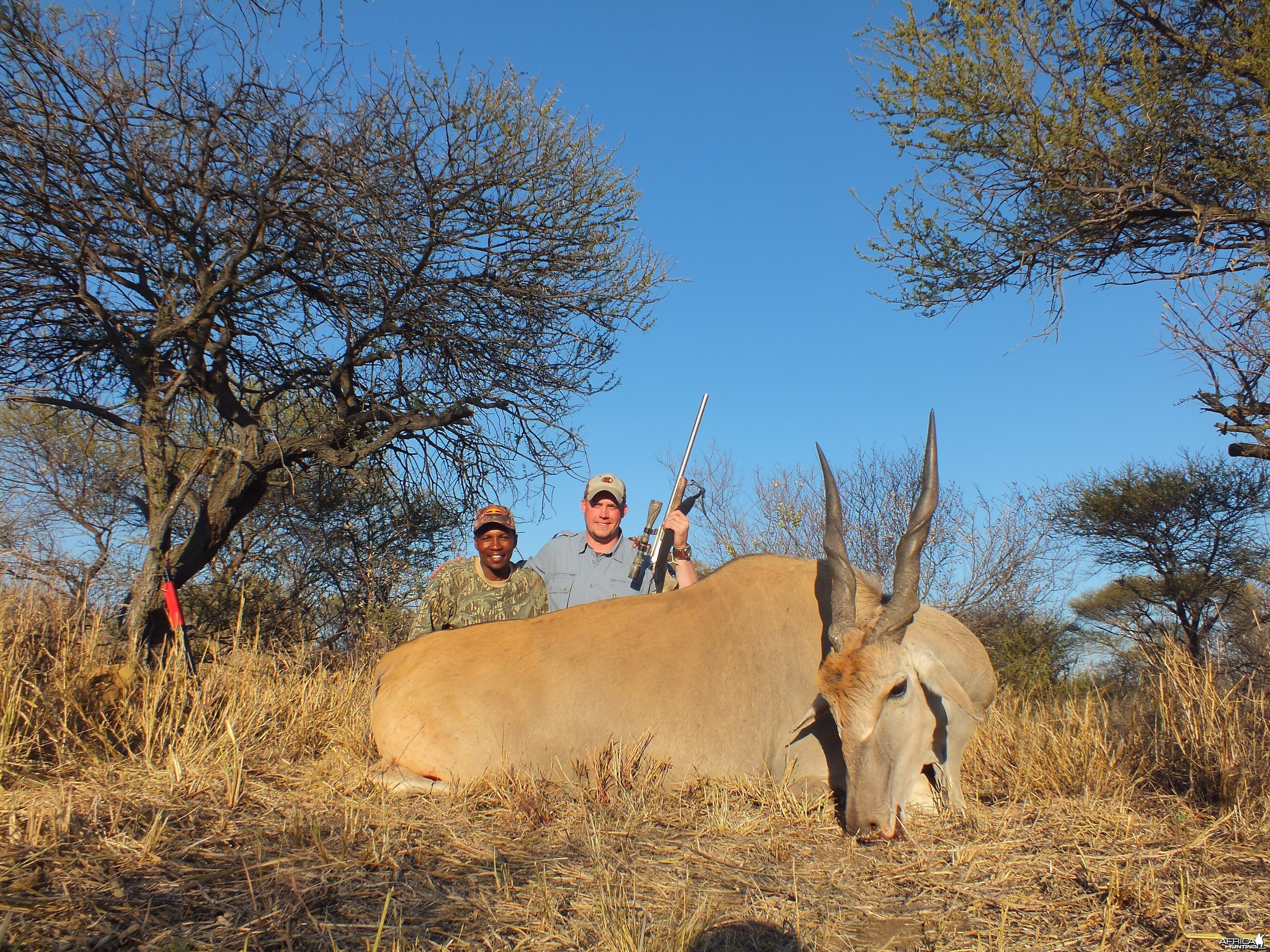 Cape Eland