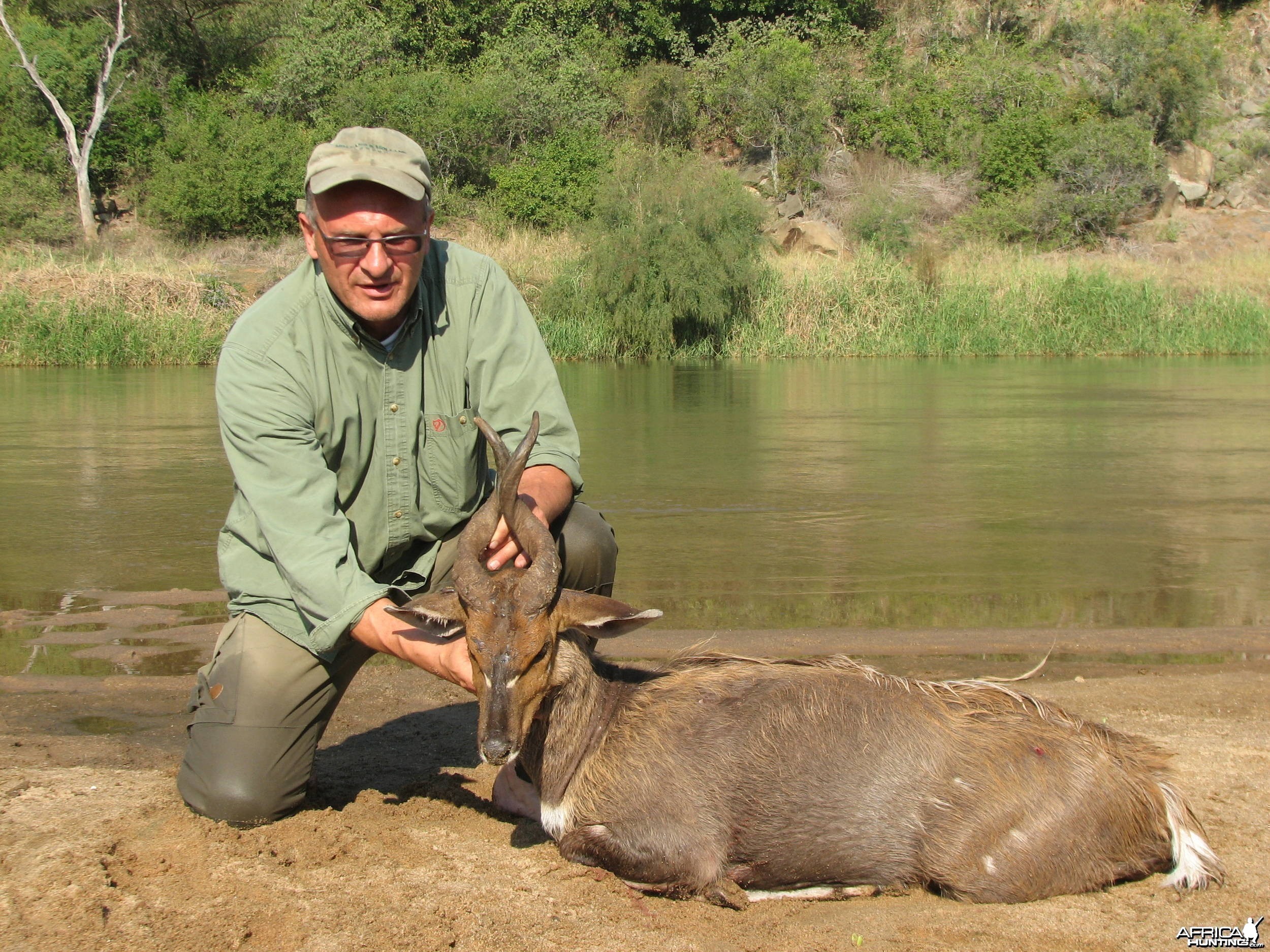 Bushbuck Zululand