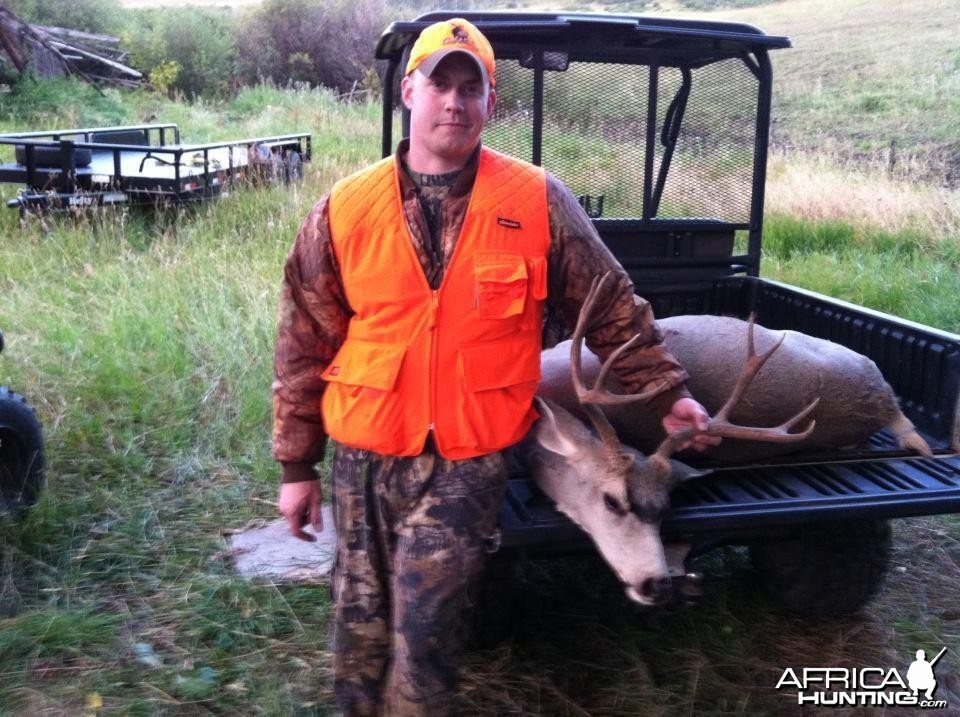 Colorado Mule deer 2011