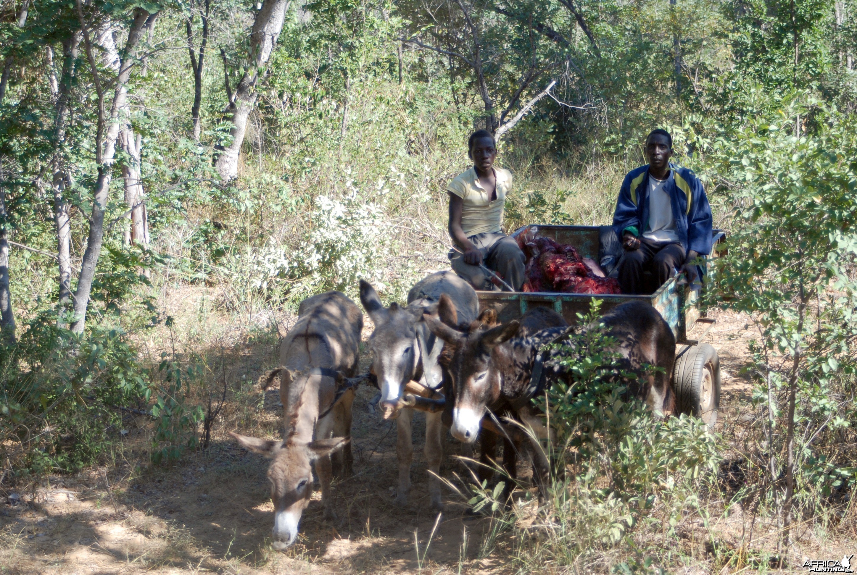 Elephant Zimbabwe