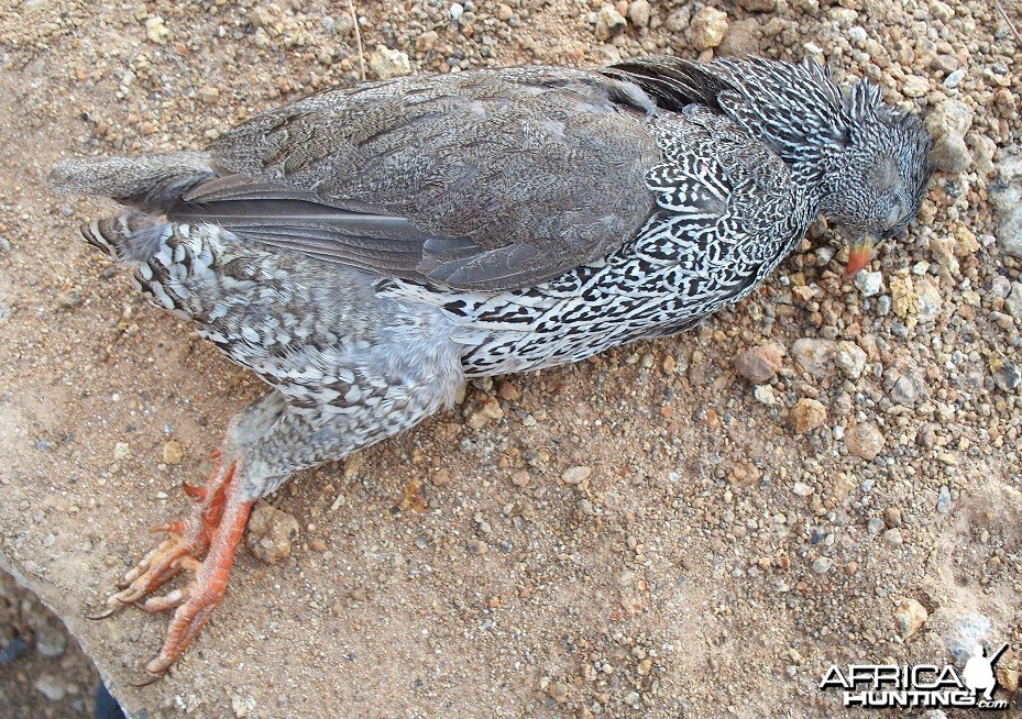 Francolin