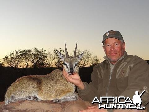 Klipspringer, June 2014