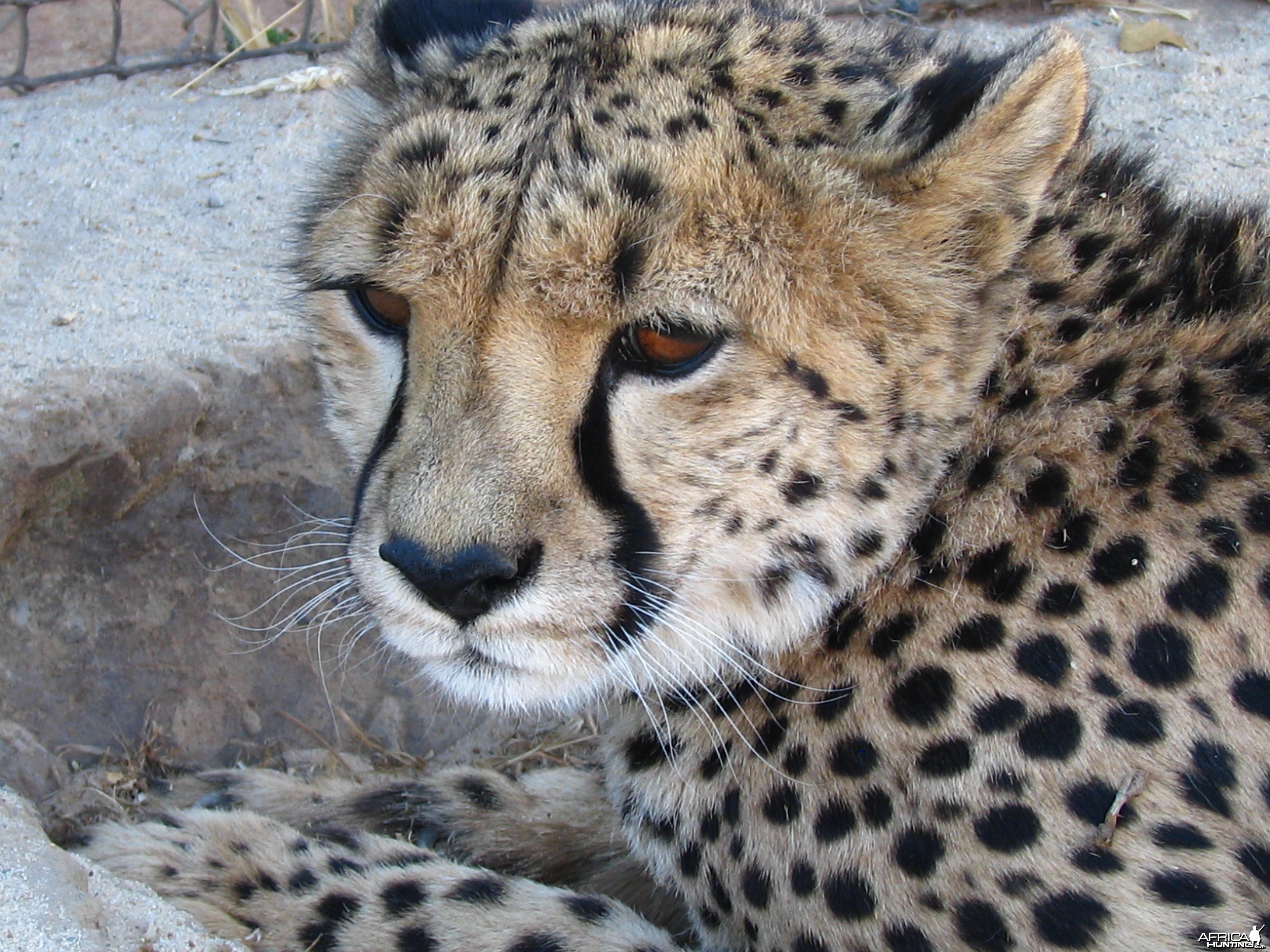 Cheetah