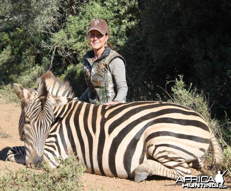 Burchell's Zebra hunted in Kleinemonde, Eastern Cape, South Africa.